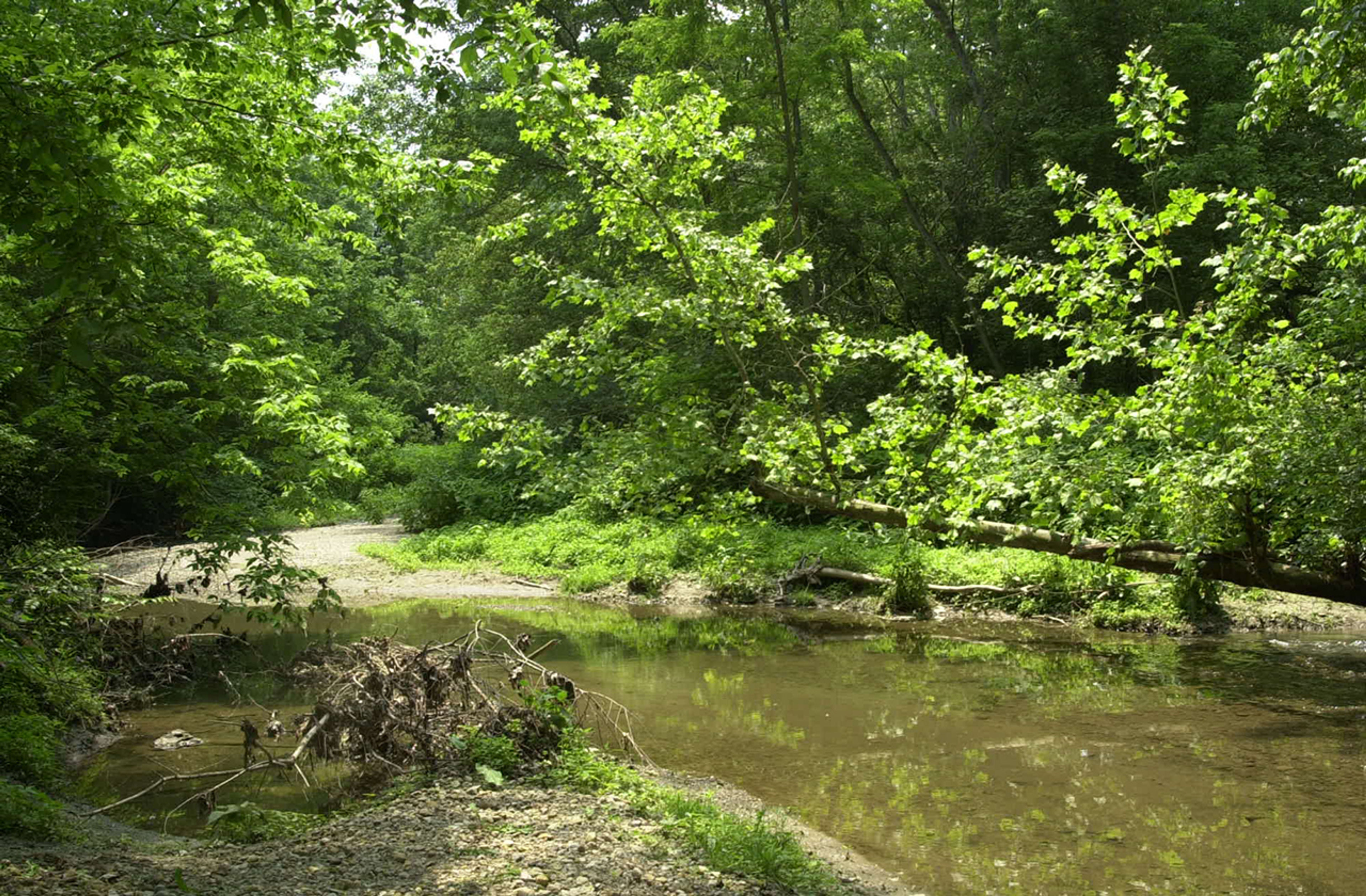 A stream though the woods with a fallen tree in the background at Sycamore State Park