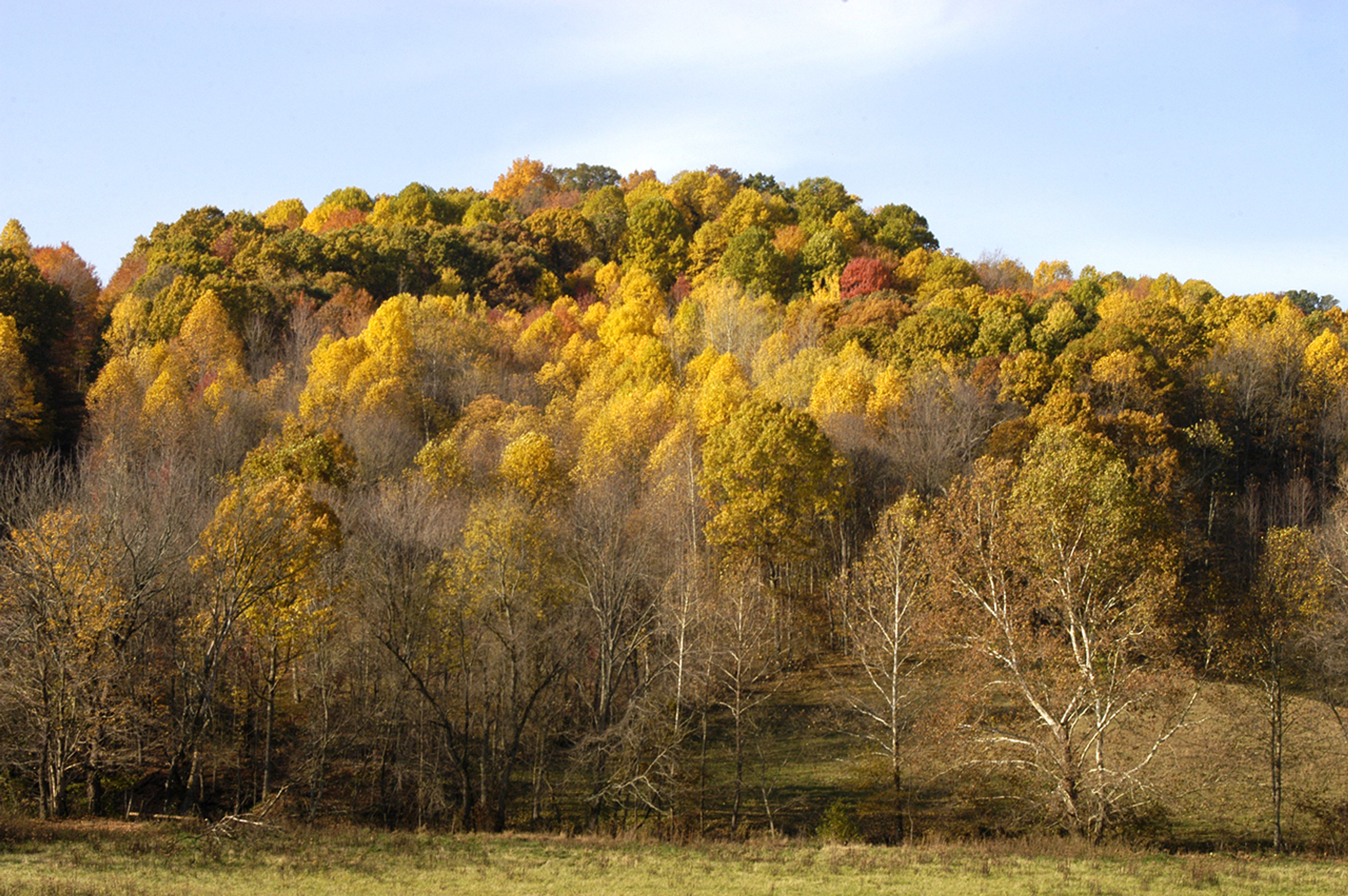 A group of trees with yellow and green leaves at Tar Hollow State Park