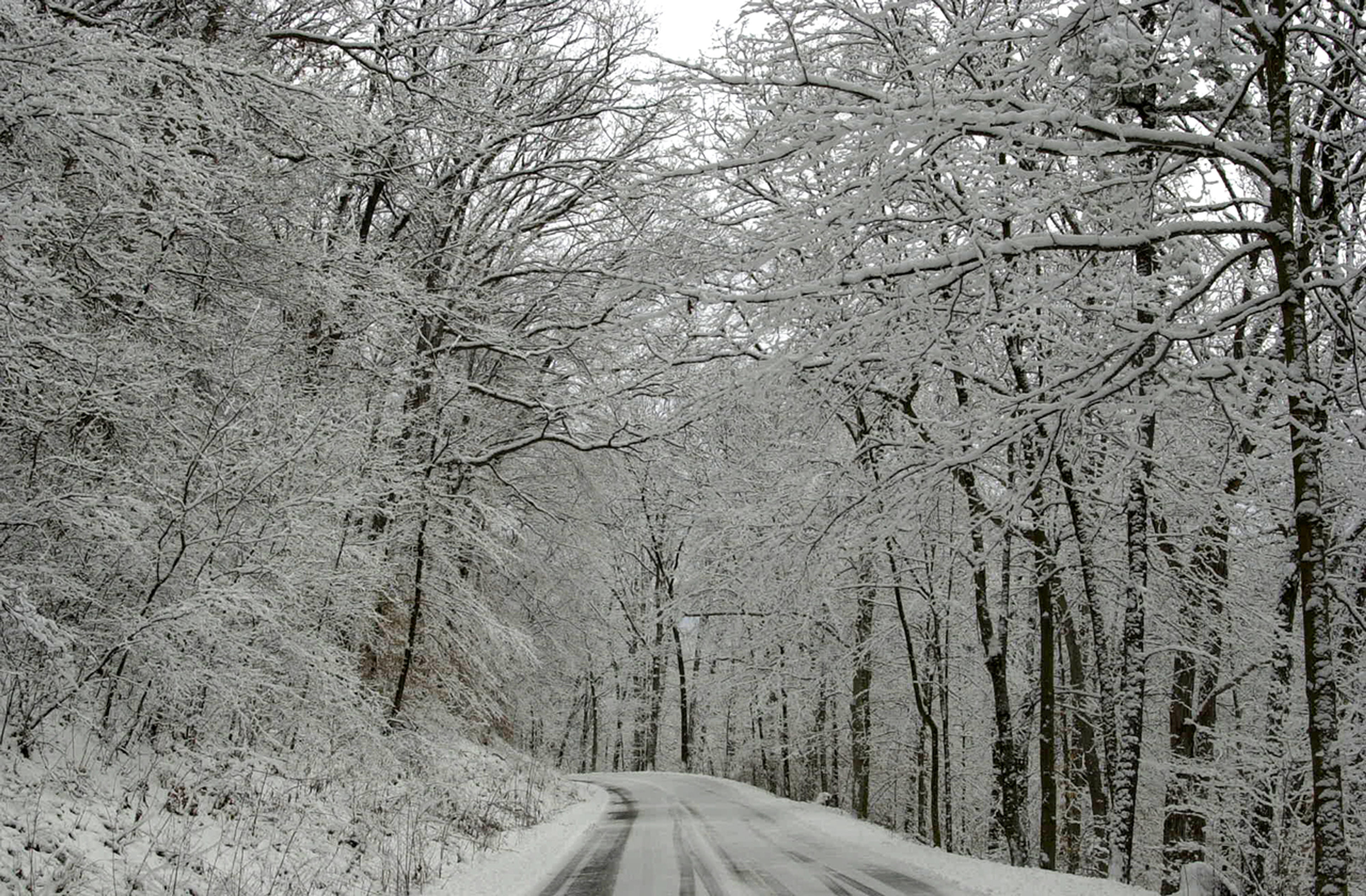 A snowy road with snow covered trees at Tar Hollow State Park