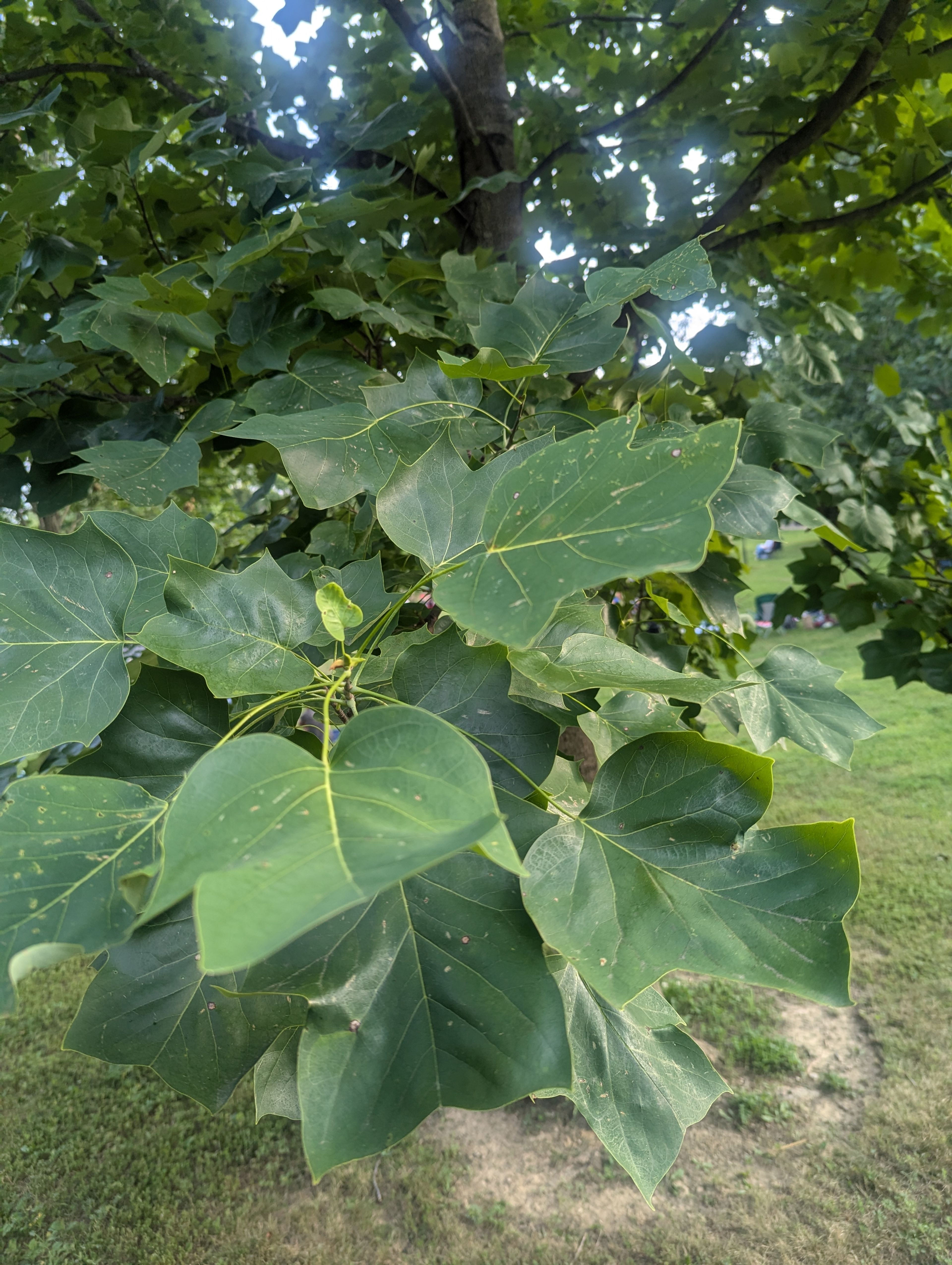 close up of leaves of a tulip tree