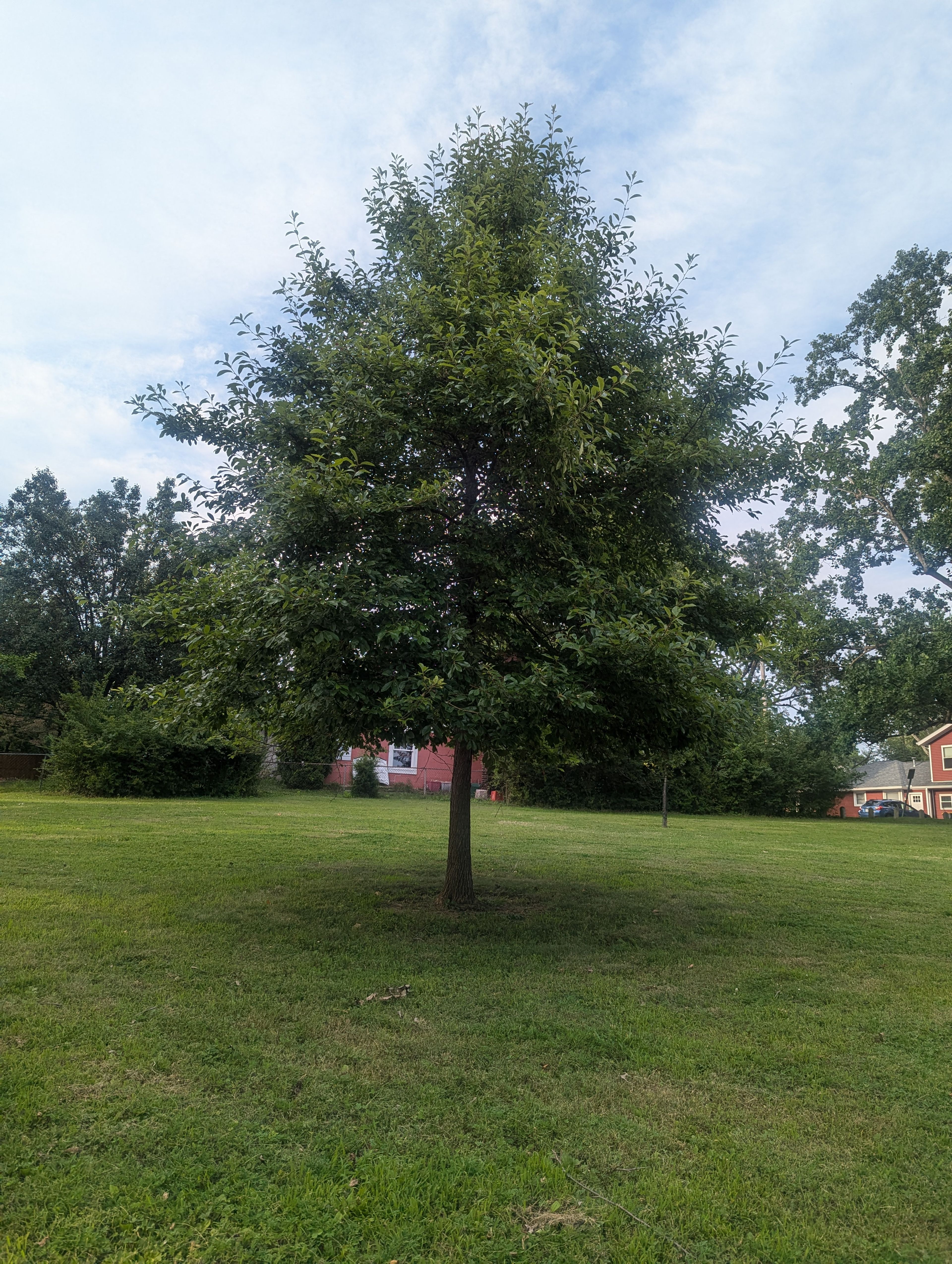 lone, green hardwood tree approximately 20 feet tall in an urban yard