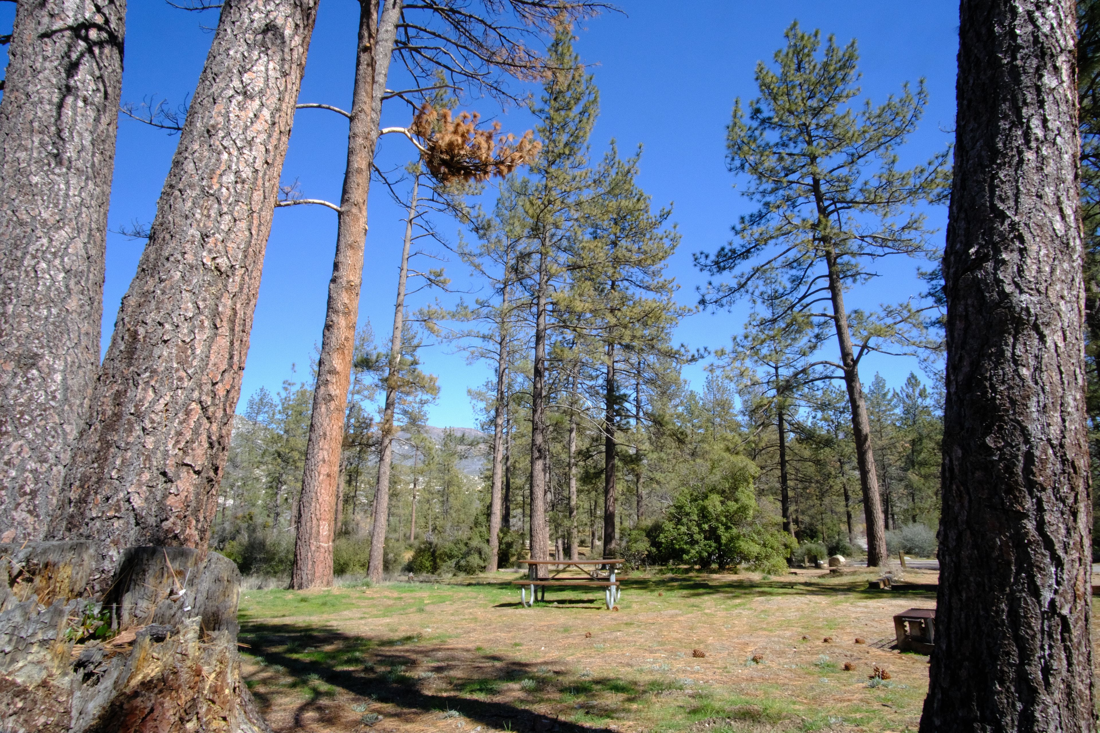 Campsite in the Tall Trees