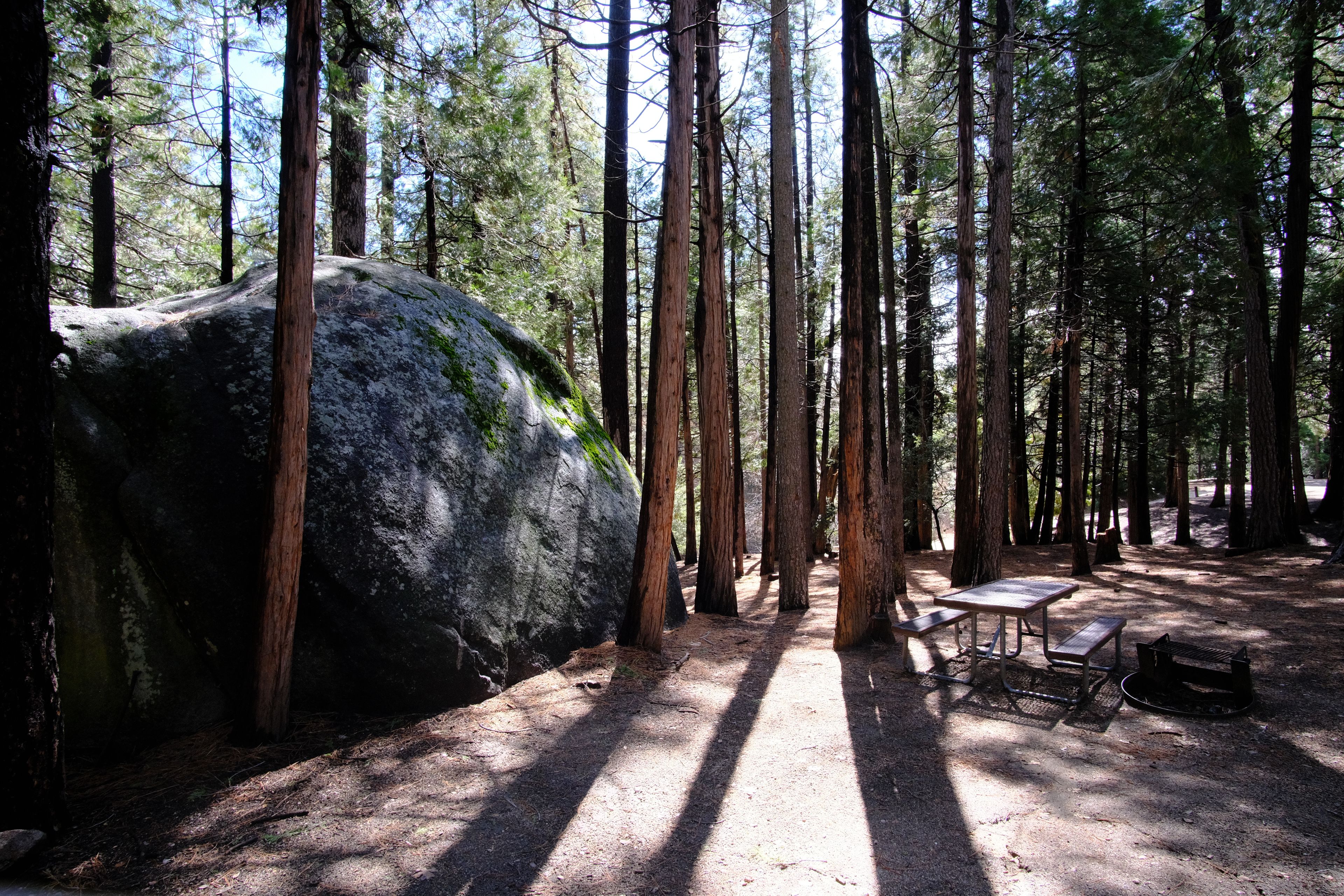 Campsite in the Tall trees