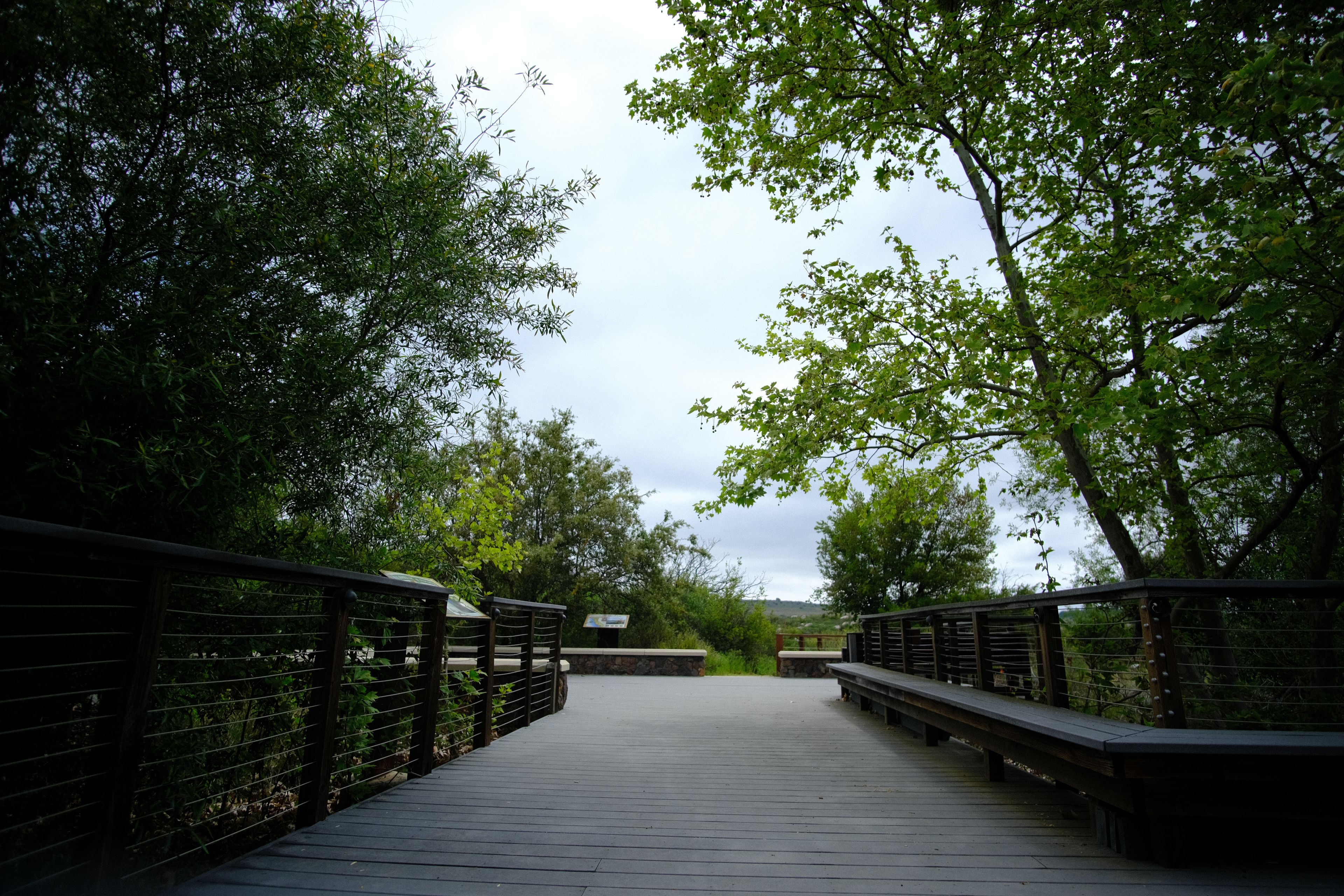 Viewpoint Amidst the Marshland