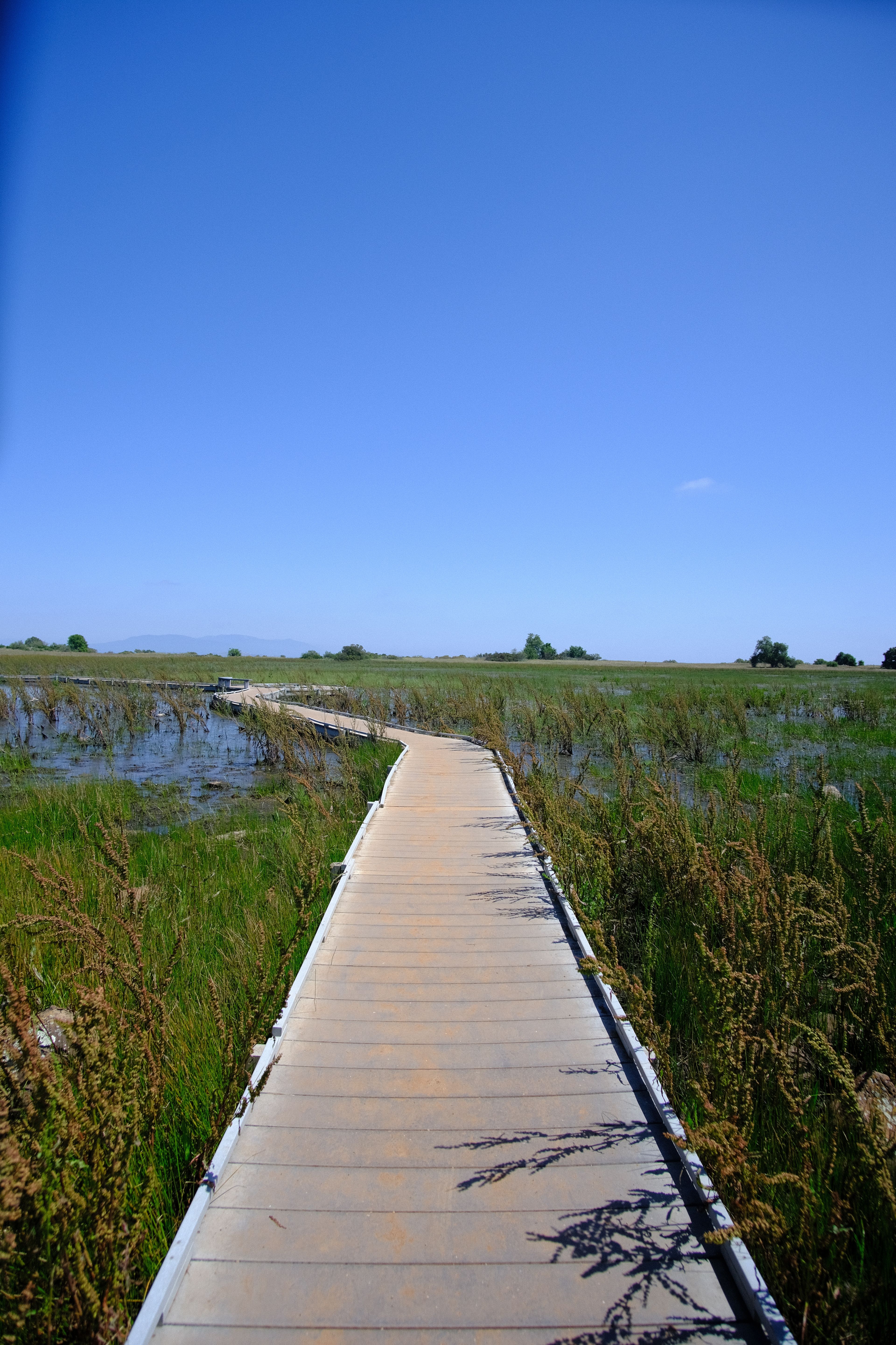 Bridge/Walkway Over the Marshland