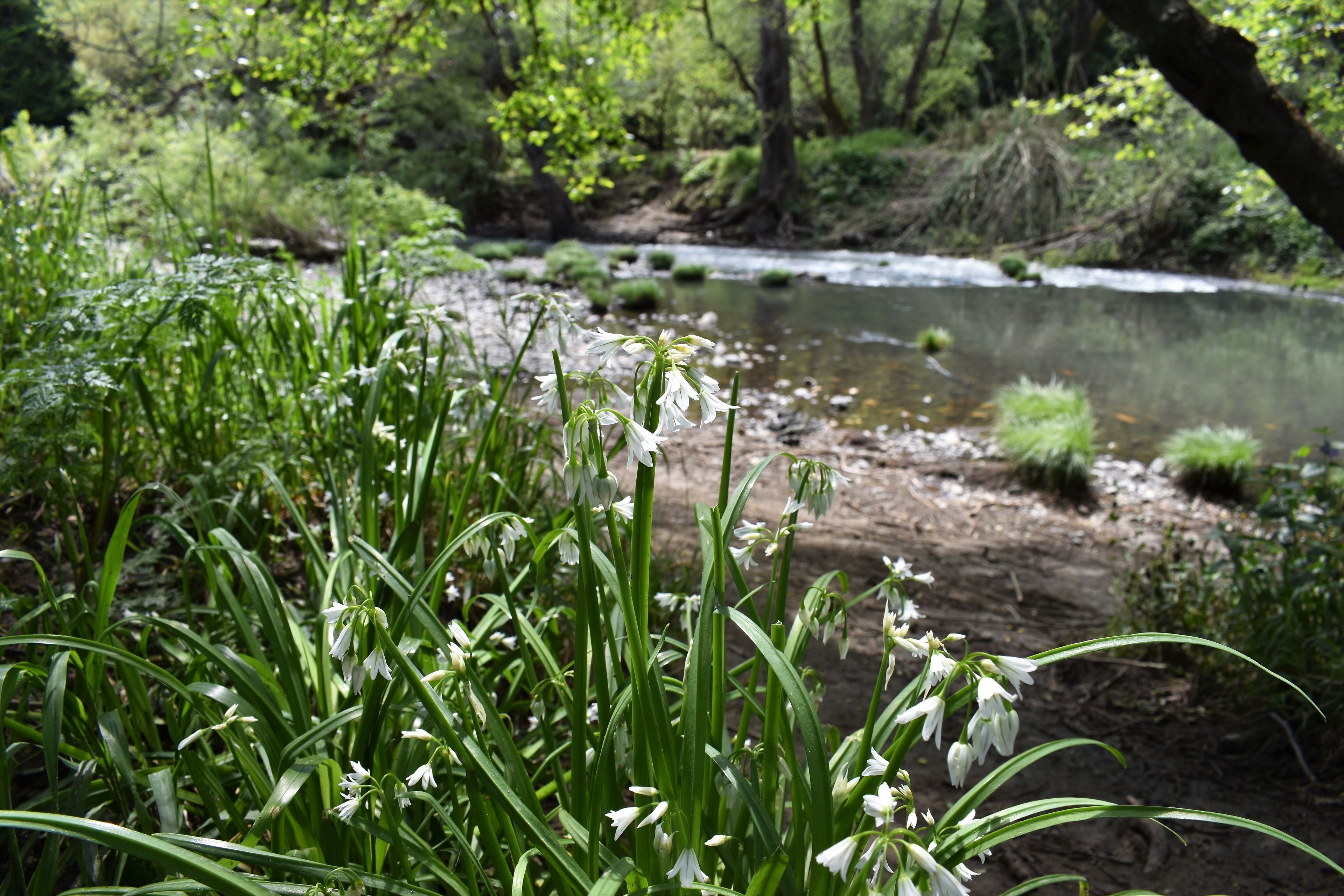 Maxwell_Farms_flower_and_creek.jpg