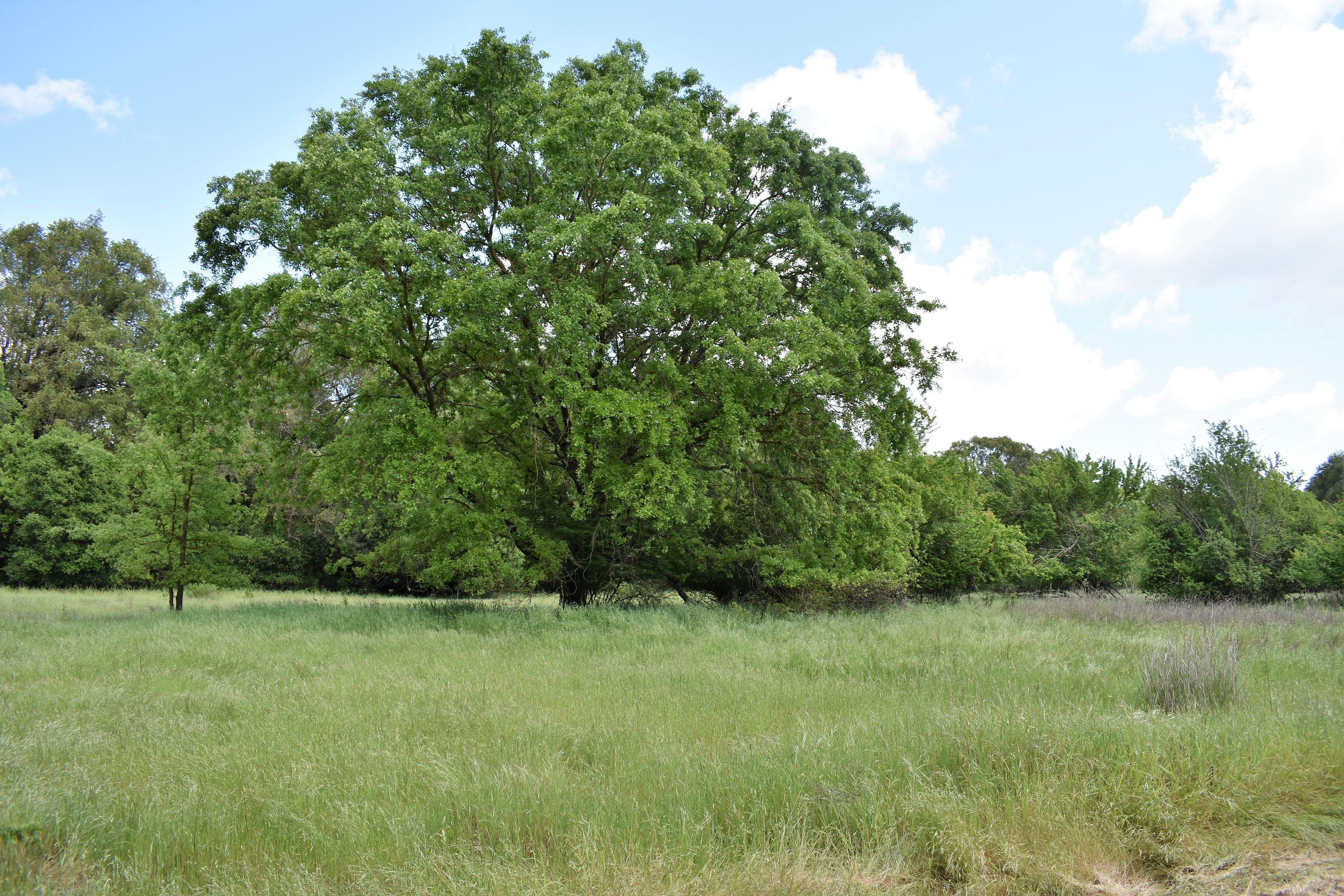 Maxwell_Farms_oak_in_meadow.jpg