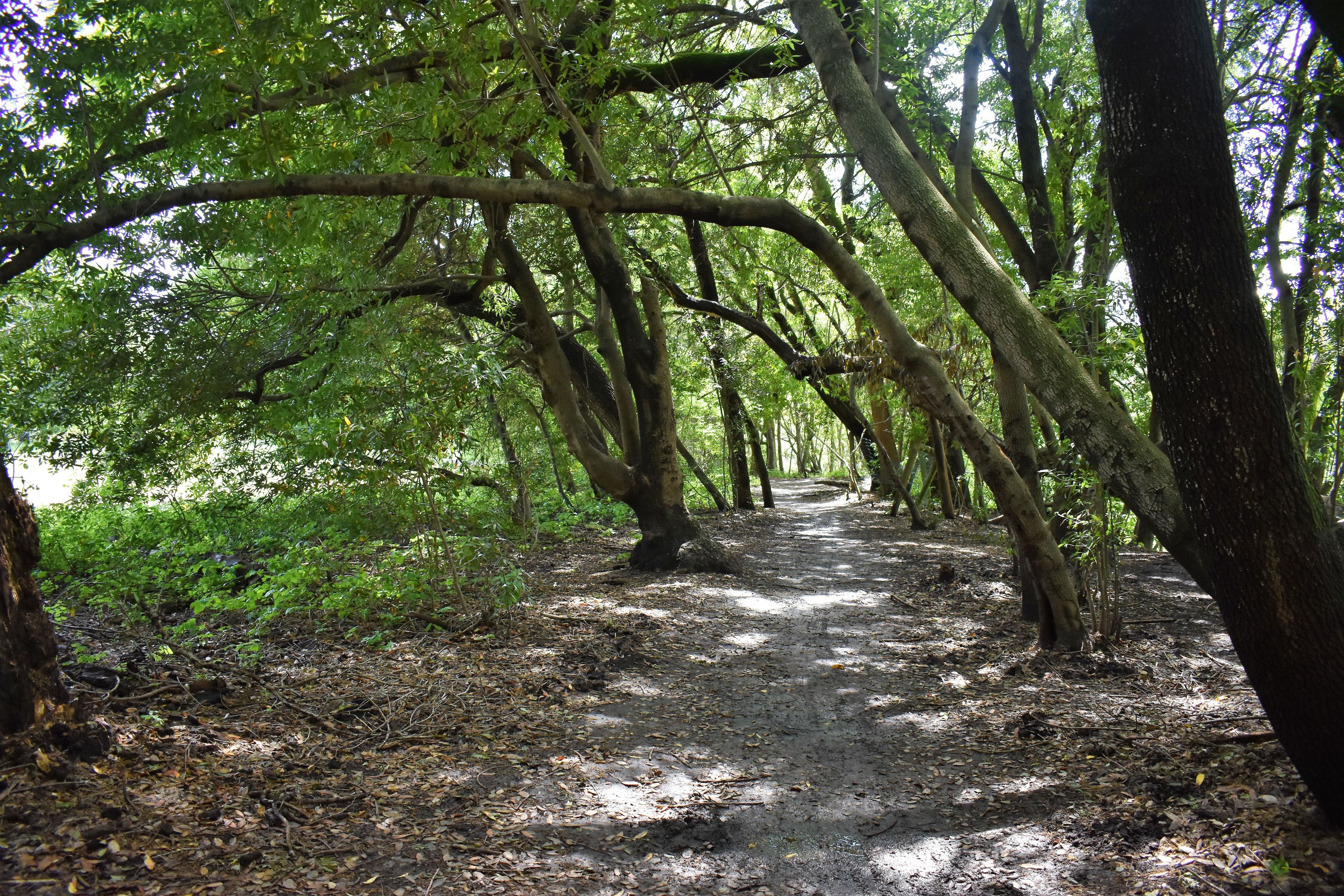 Maxwell_Farms_leaning_tree.jpg