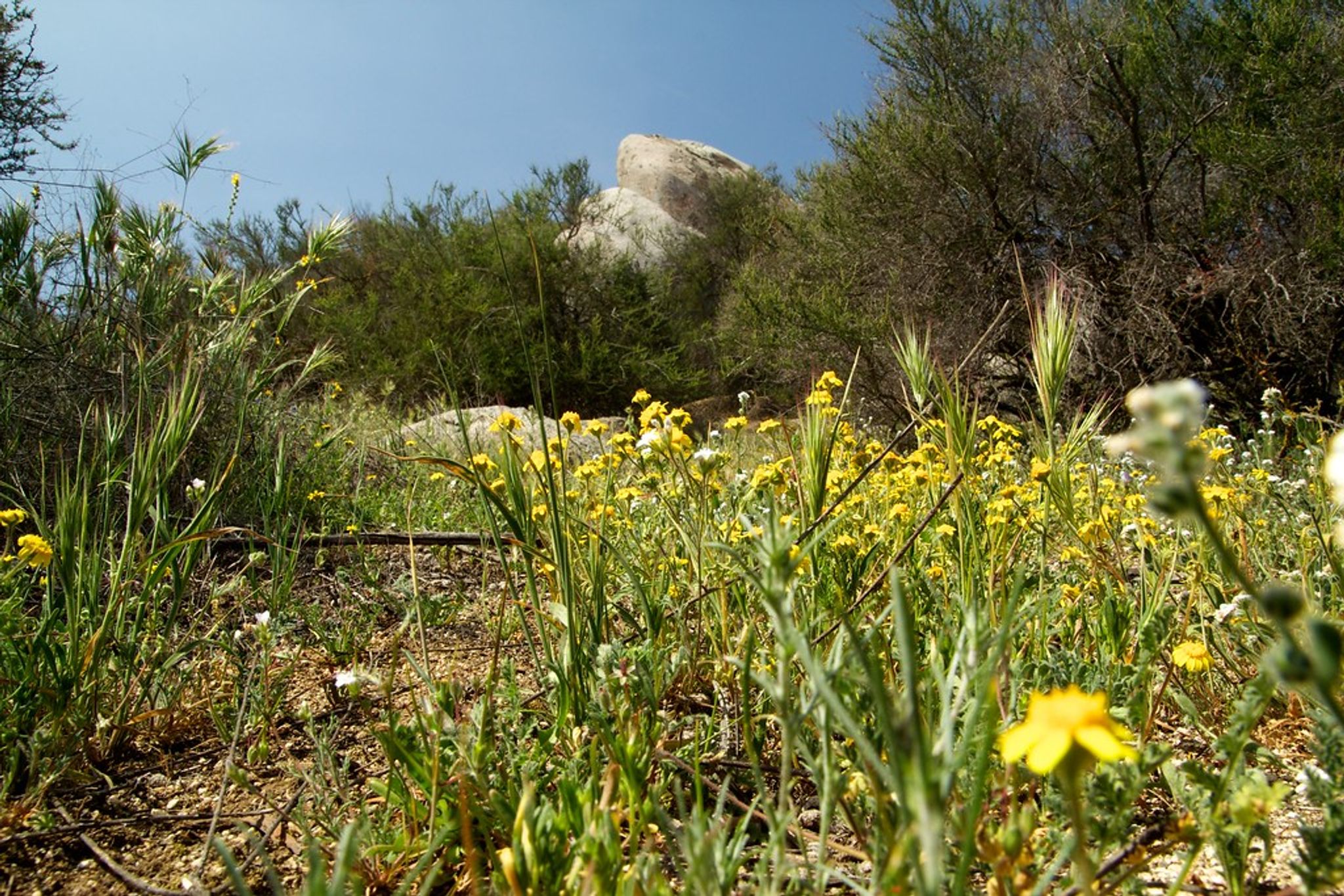 Wildflowers Off a Trail