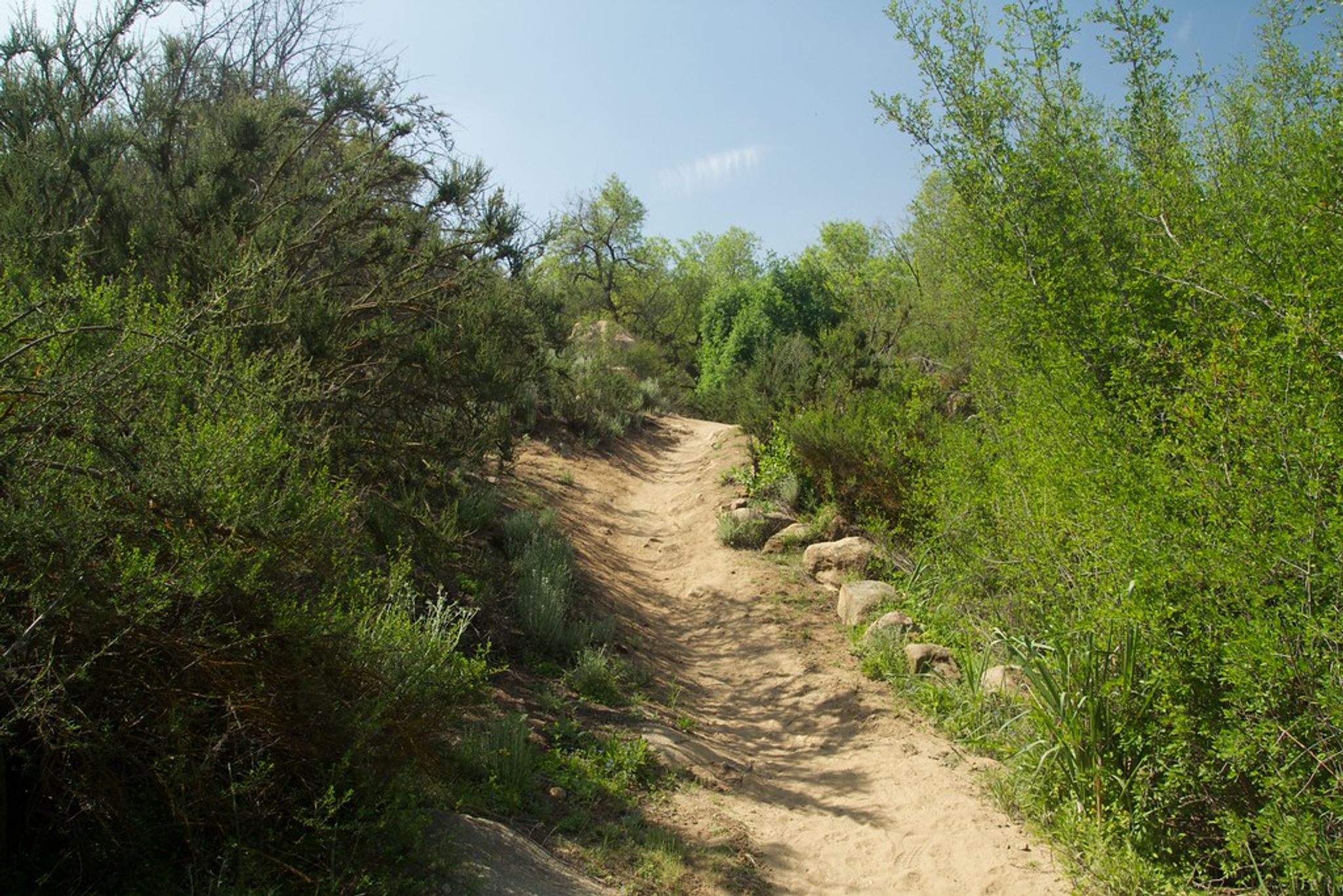 Trail Through the Brush