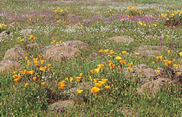 Sylvan Meadows Poppy Field