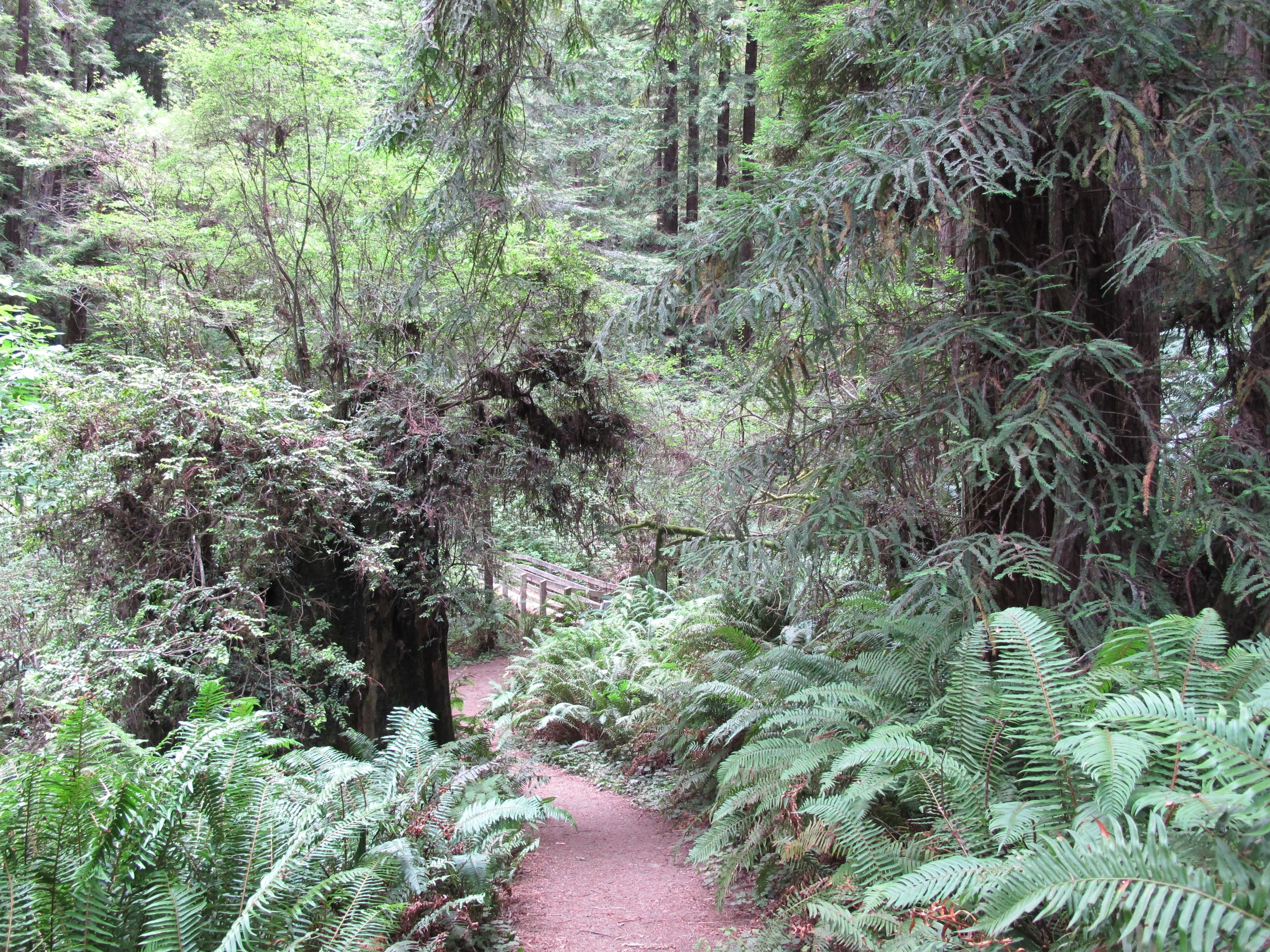 Stillwater_fern_trail.JPG