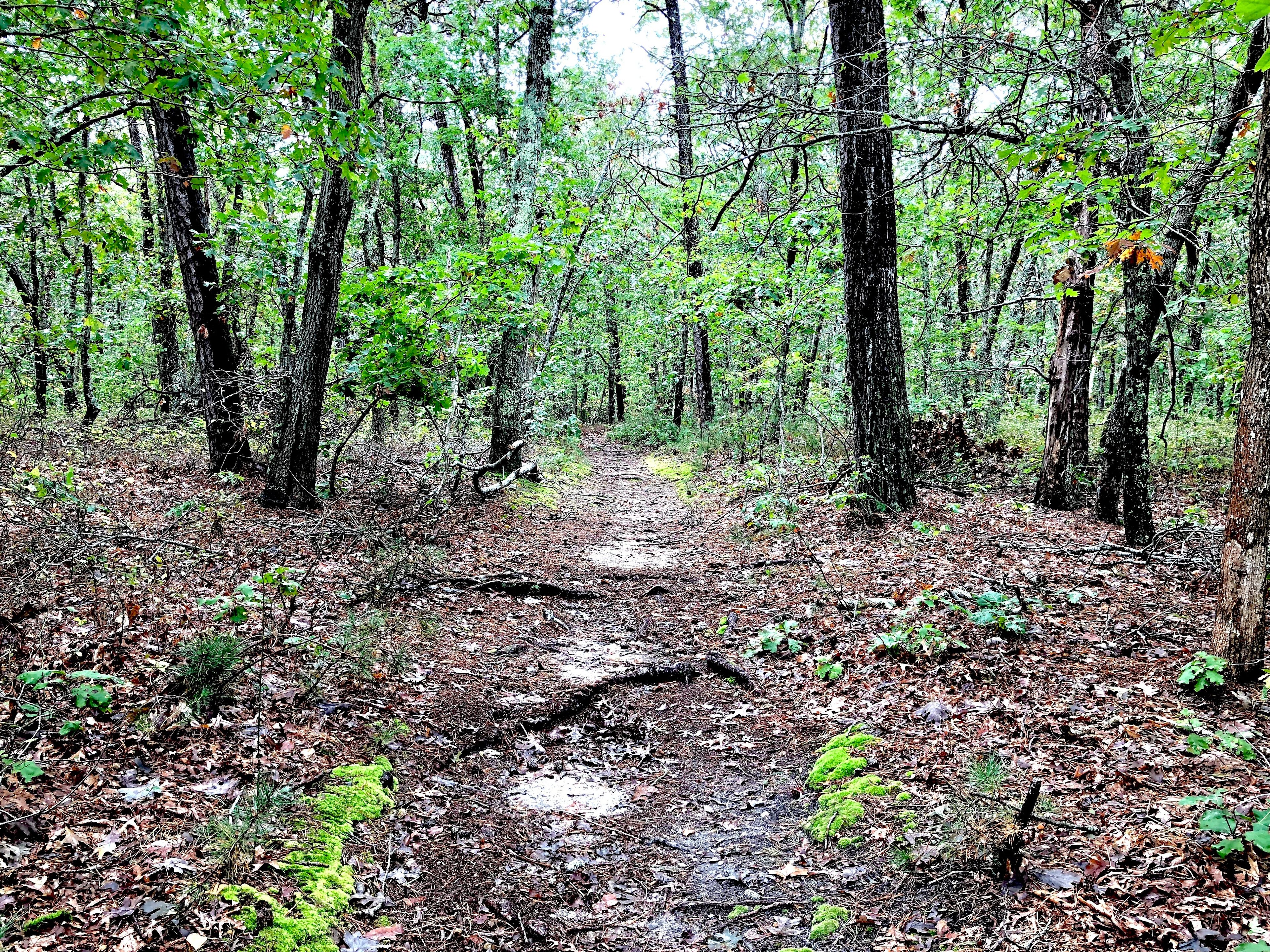 woods path