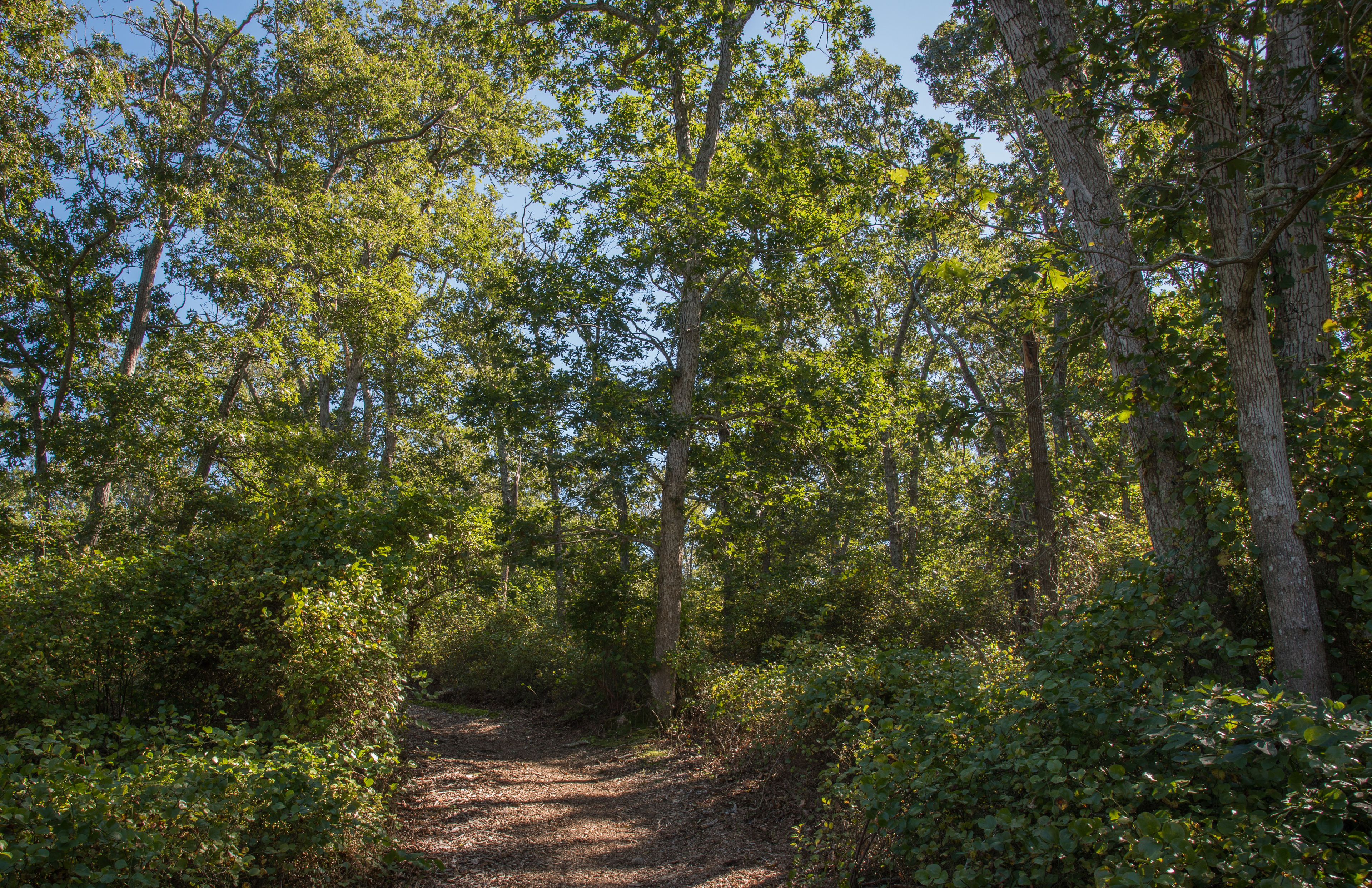 Wood chip trail at Manaquayak