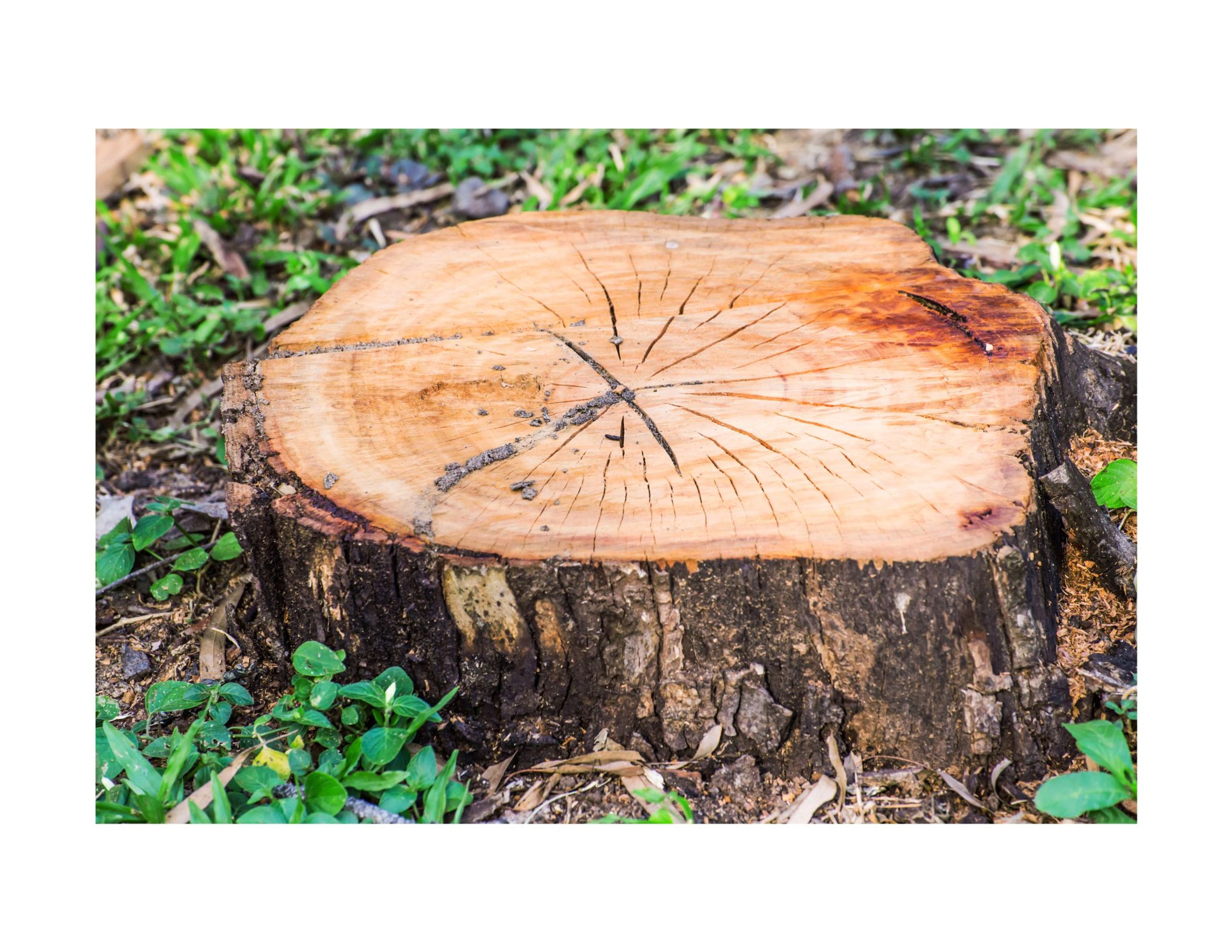 Tree Rings