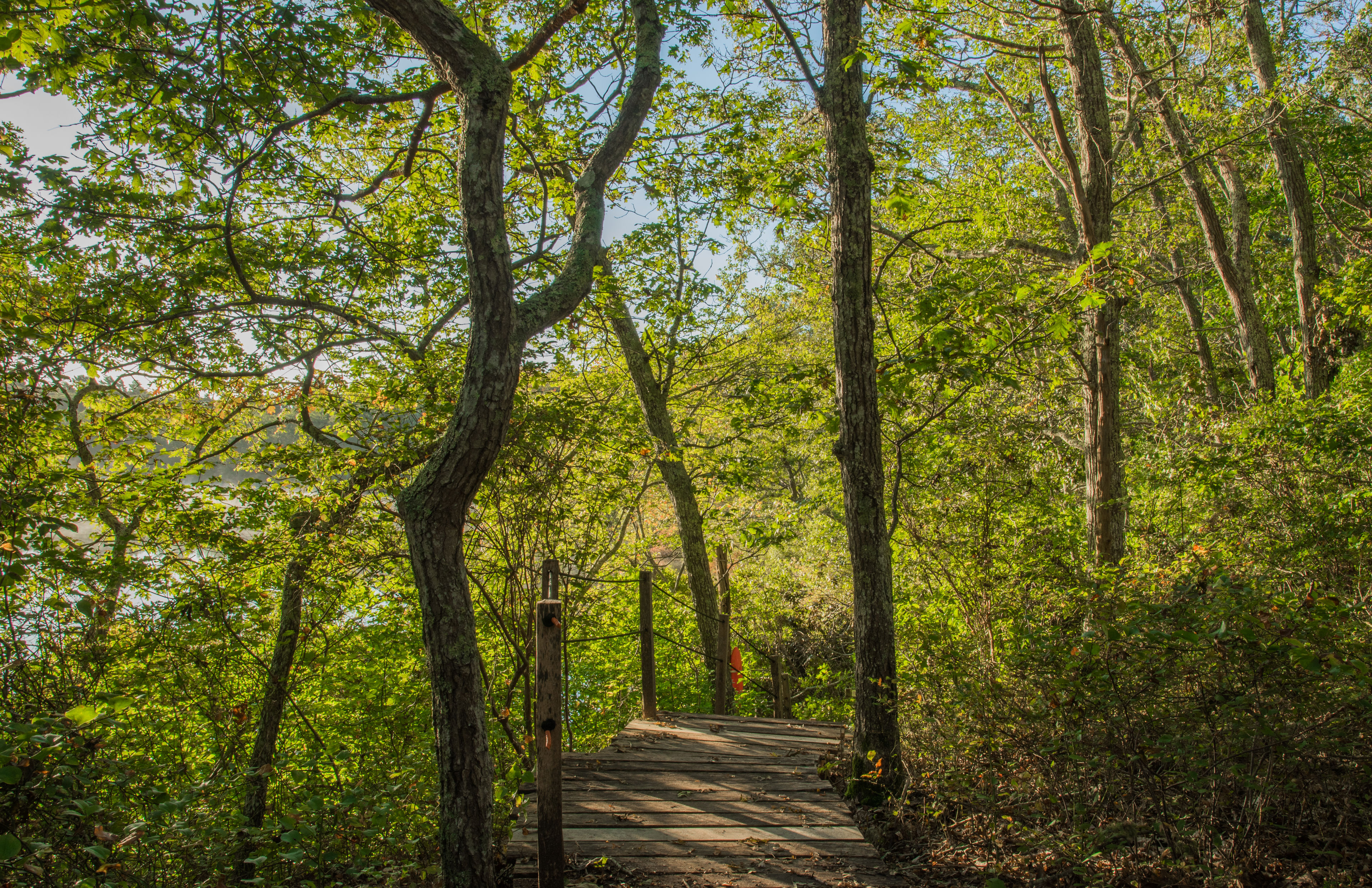 Fall view of wooden steps to Pond