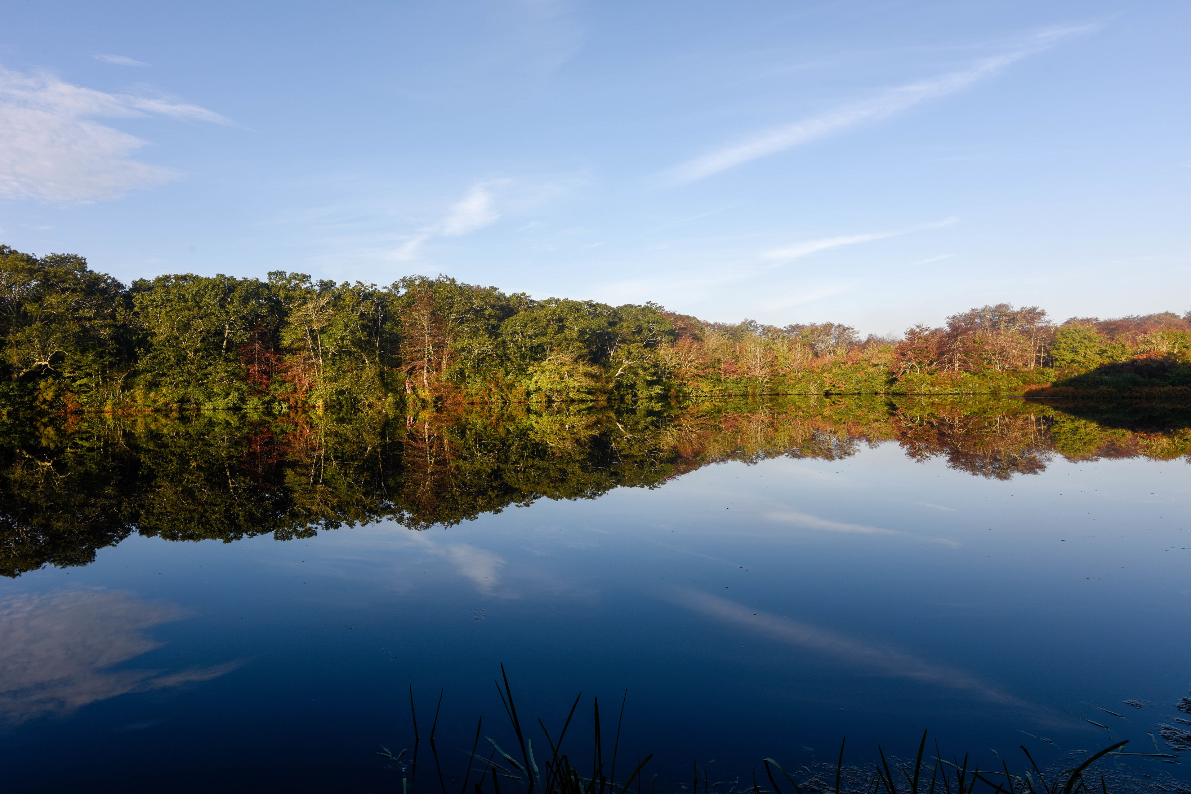 Pond Reflections