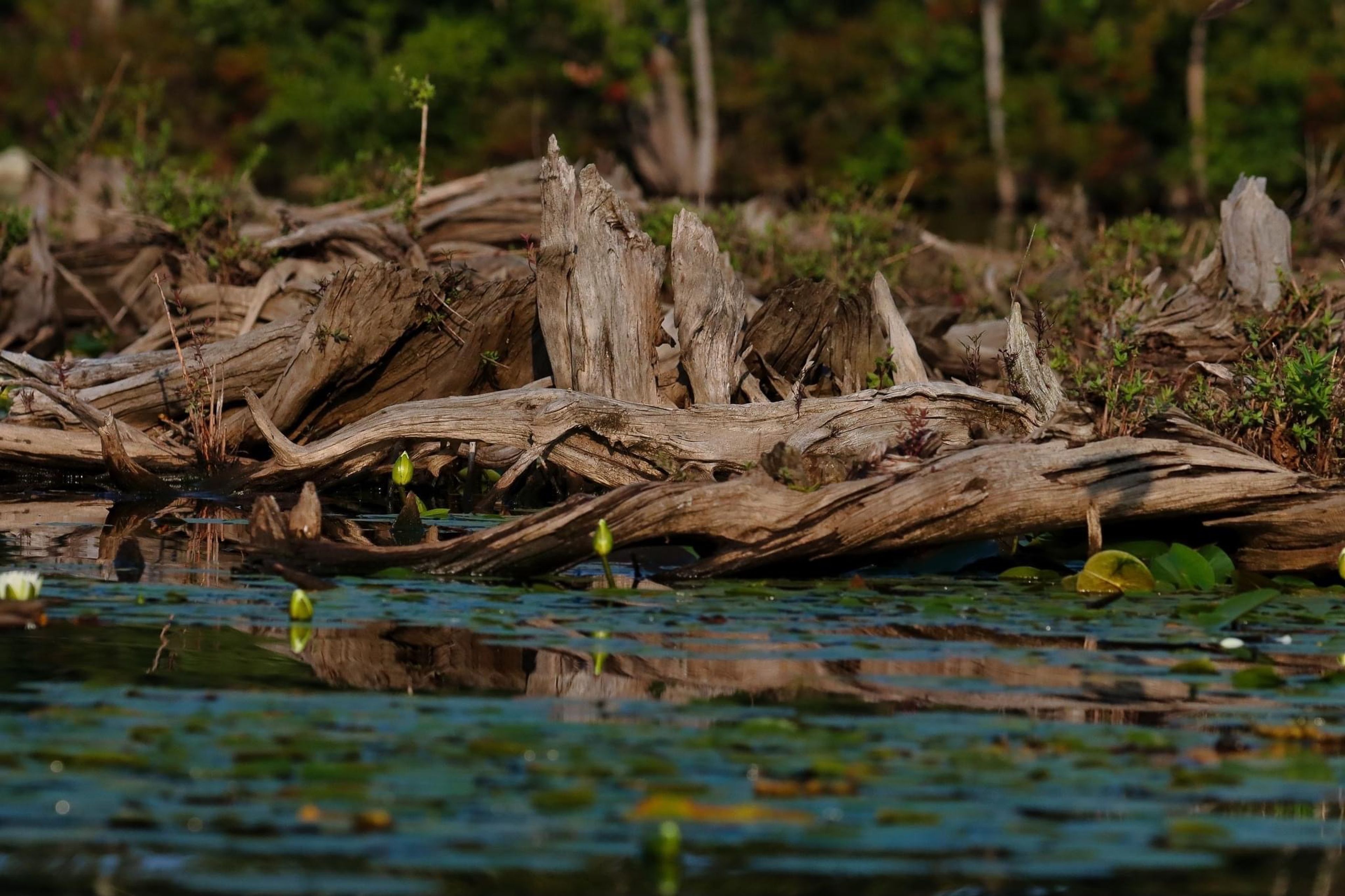 "Floating Island" in Landing Channel