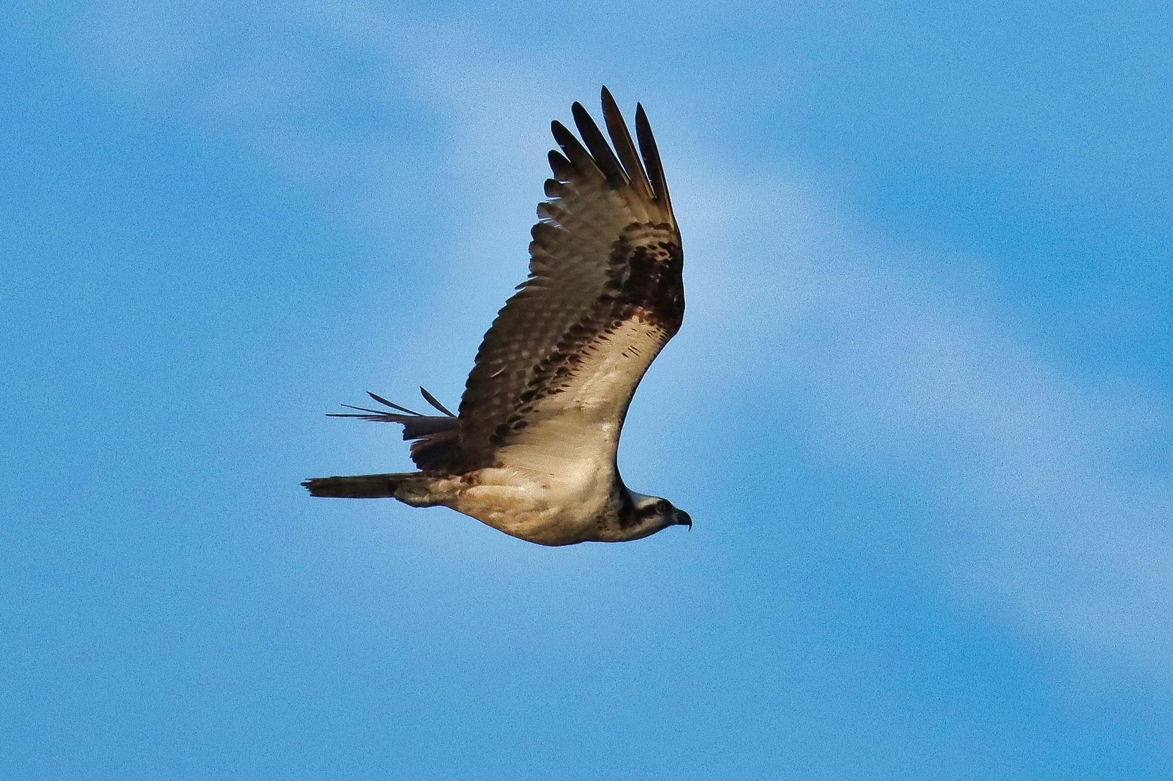 Osprey Flying at State Park