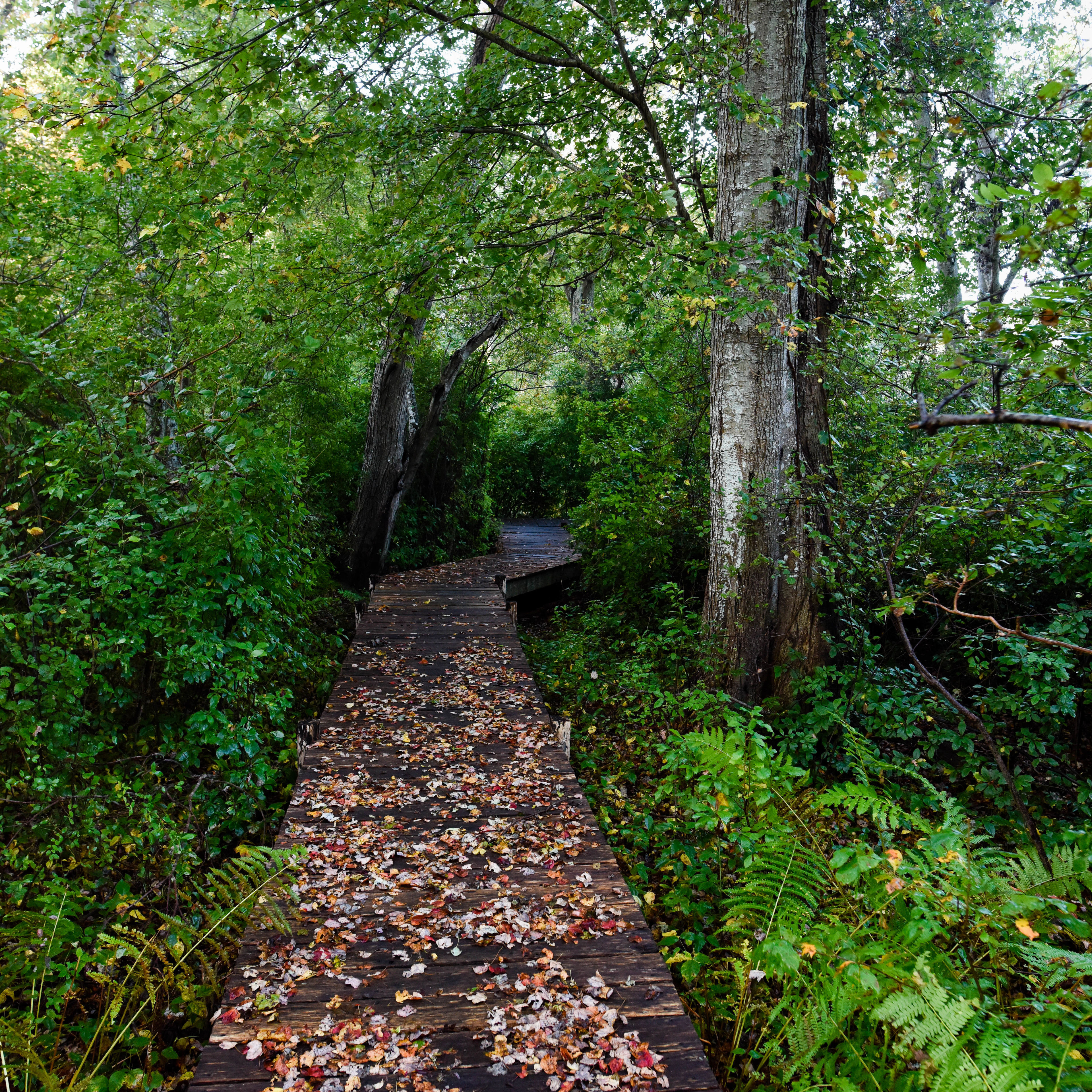 boardwalk through woods