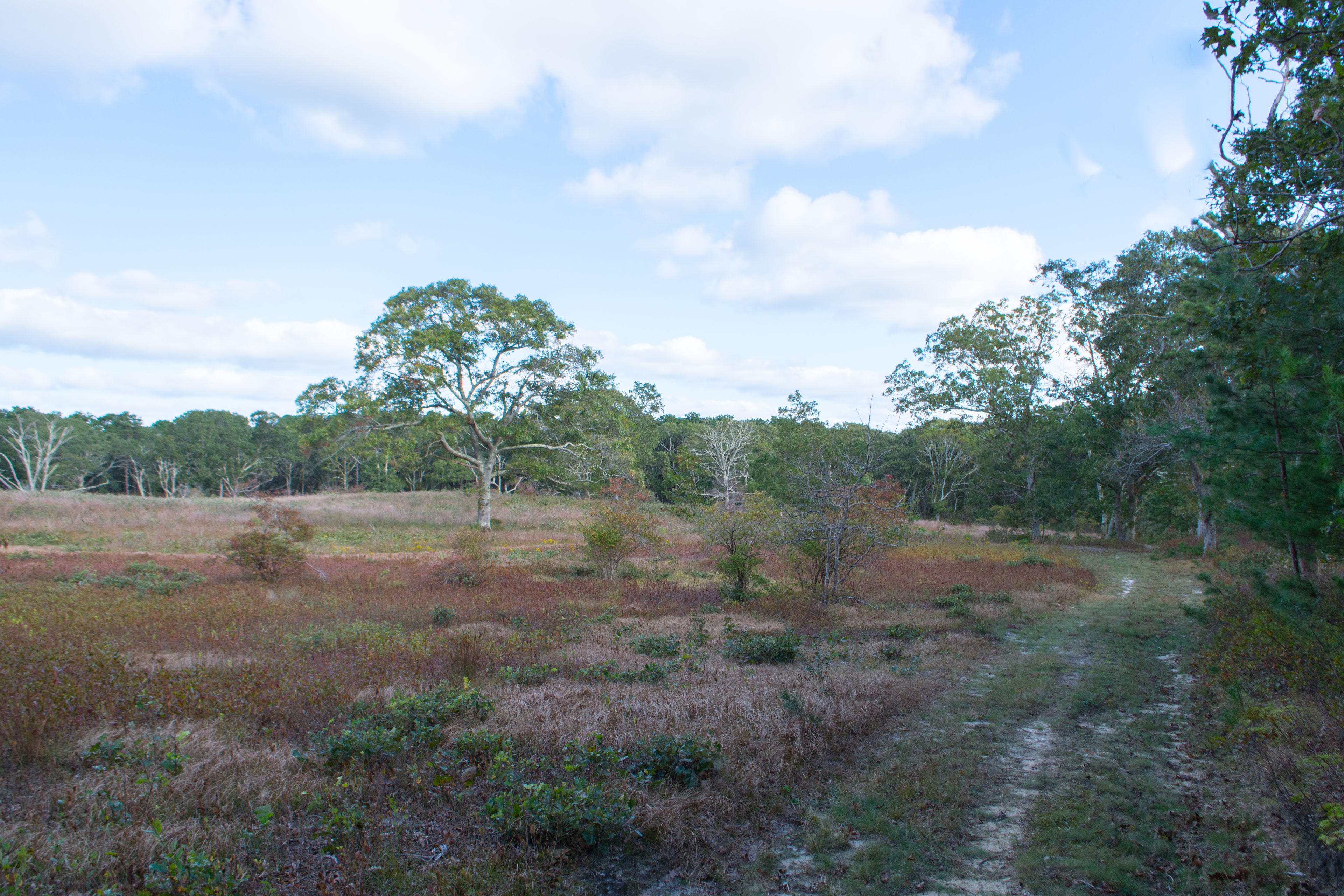 field view