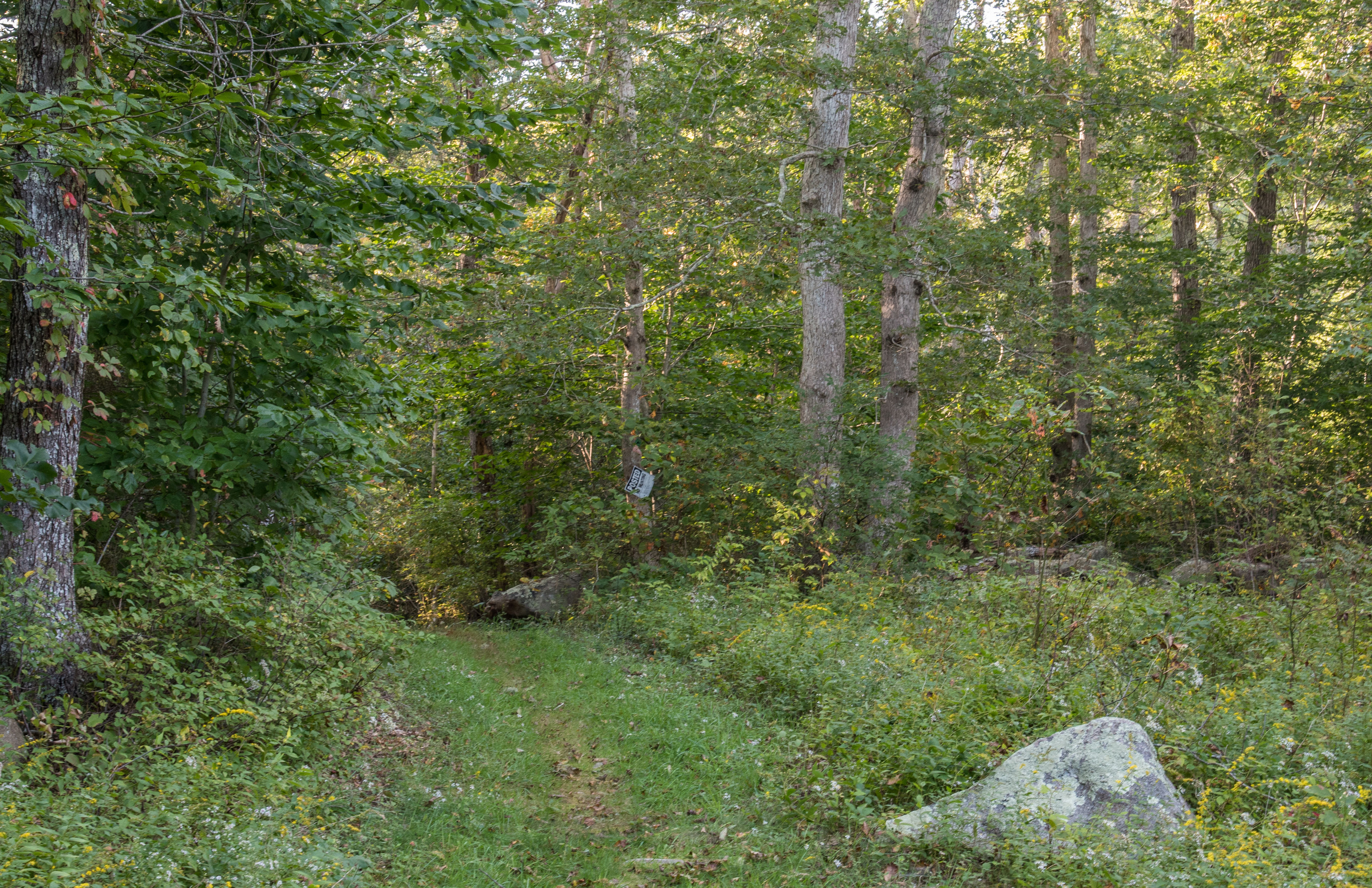 Woodland Path 