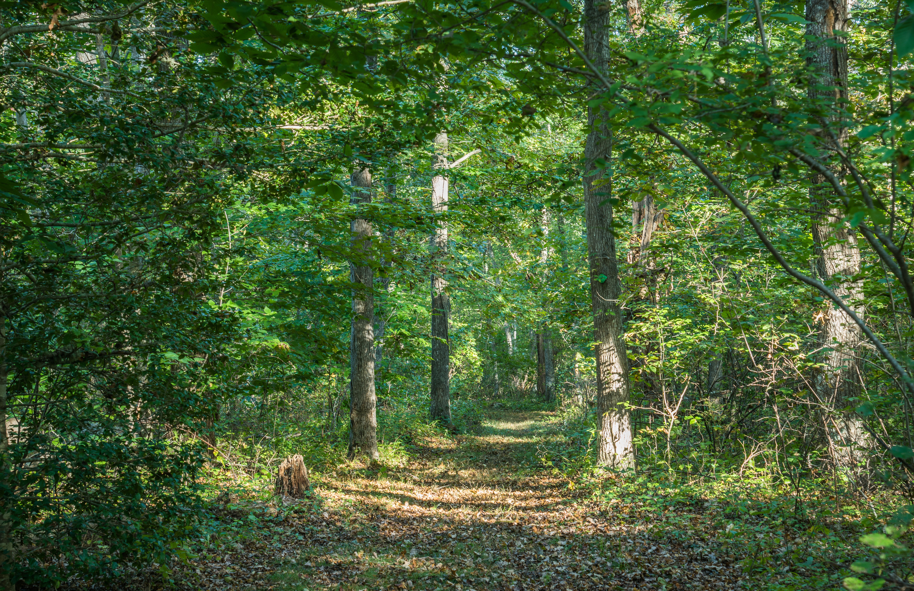 Woodland Path 2 