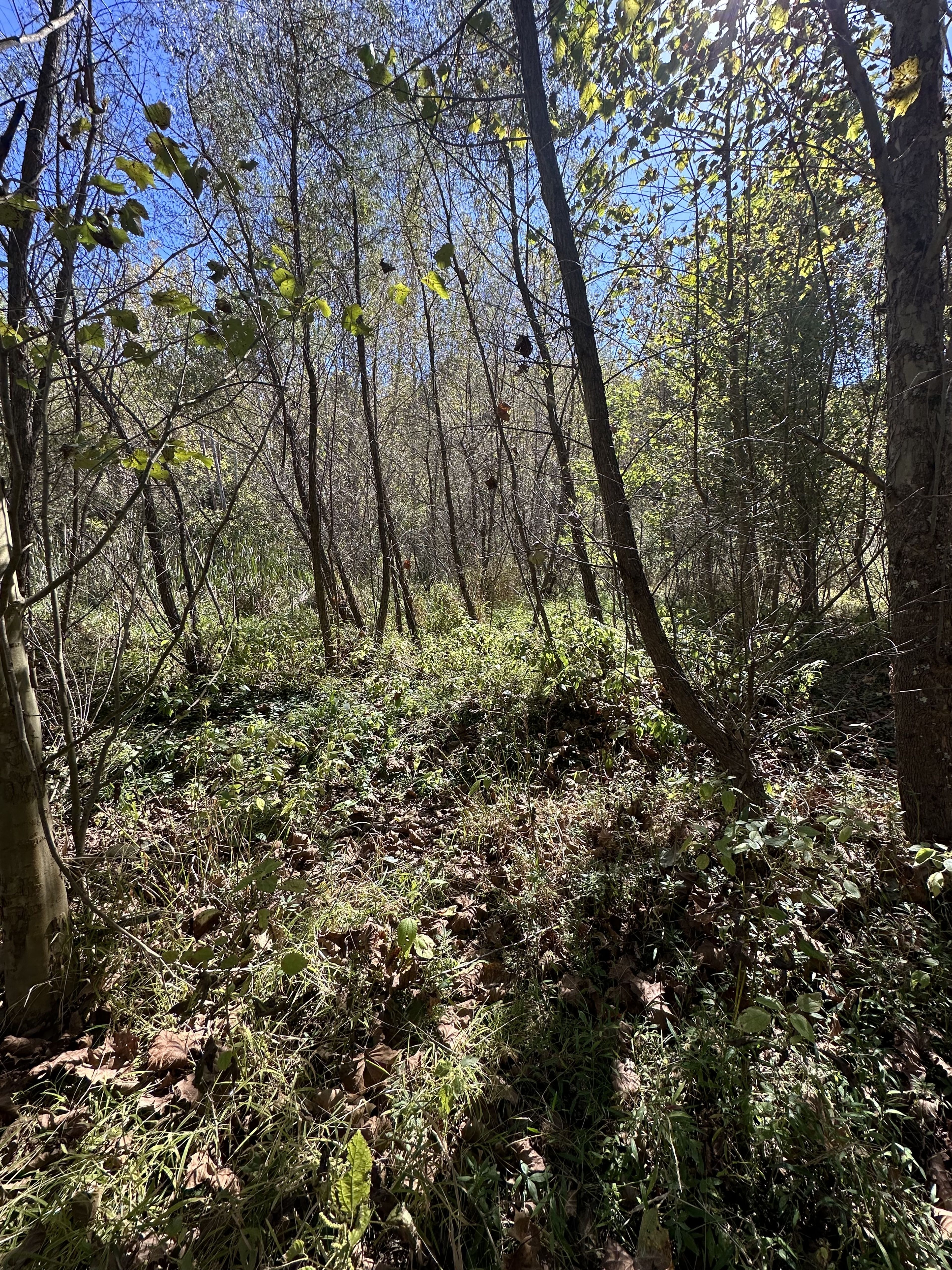 Griffy Wetland Trail End