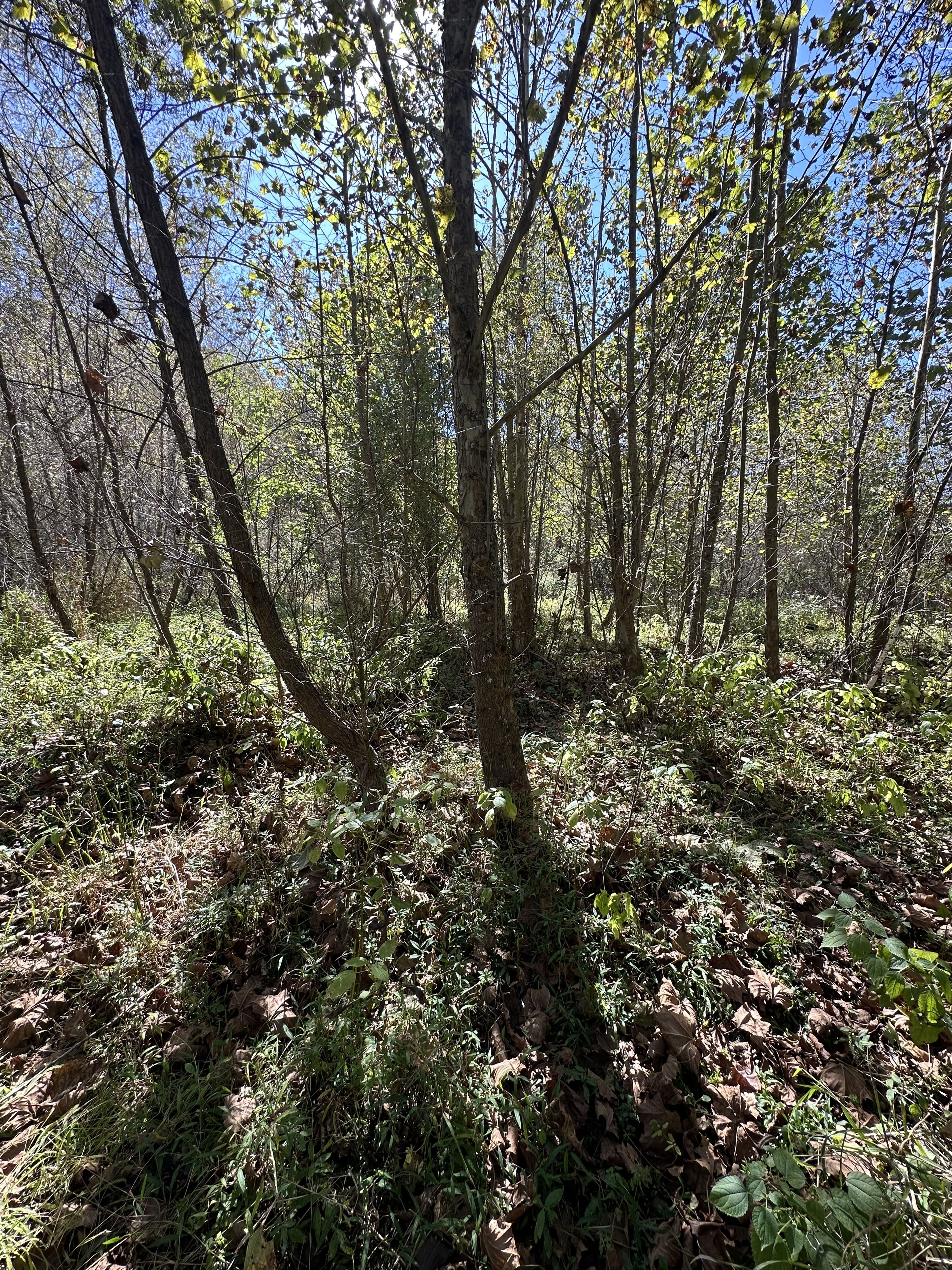 Griffy Wetland Trail End