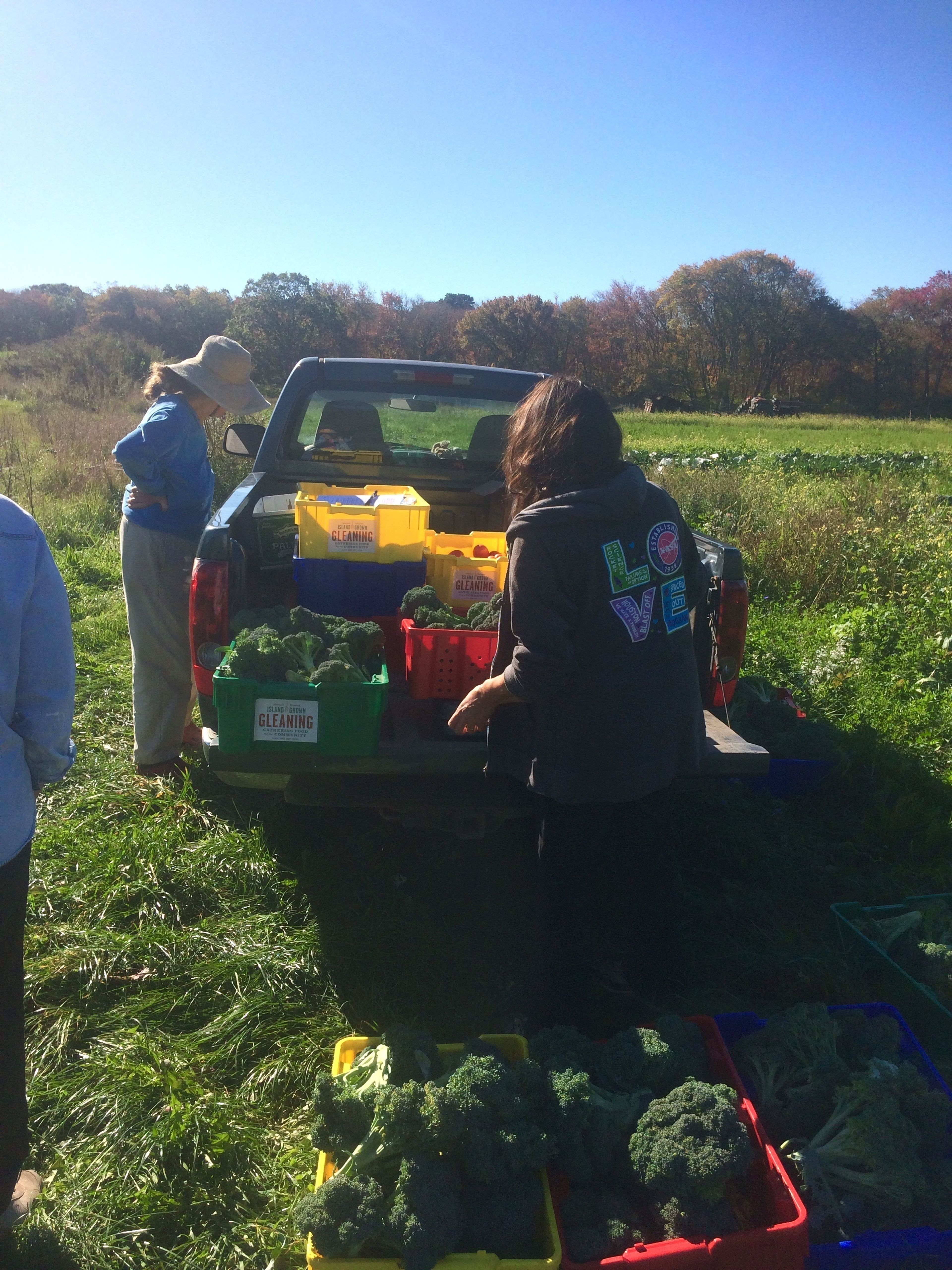 Harvesting at IGI Farm