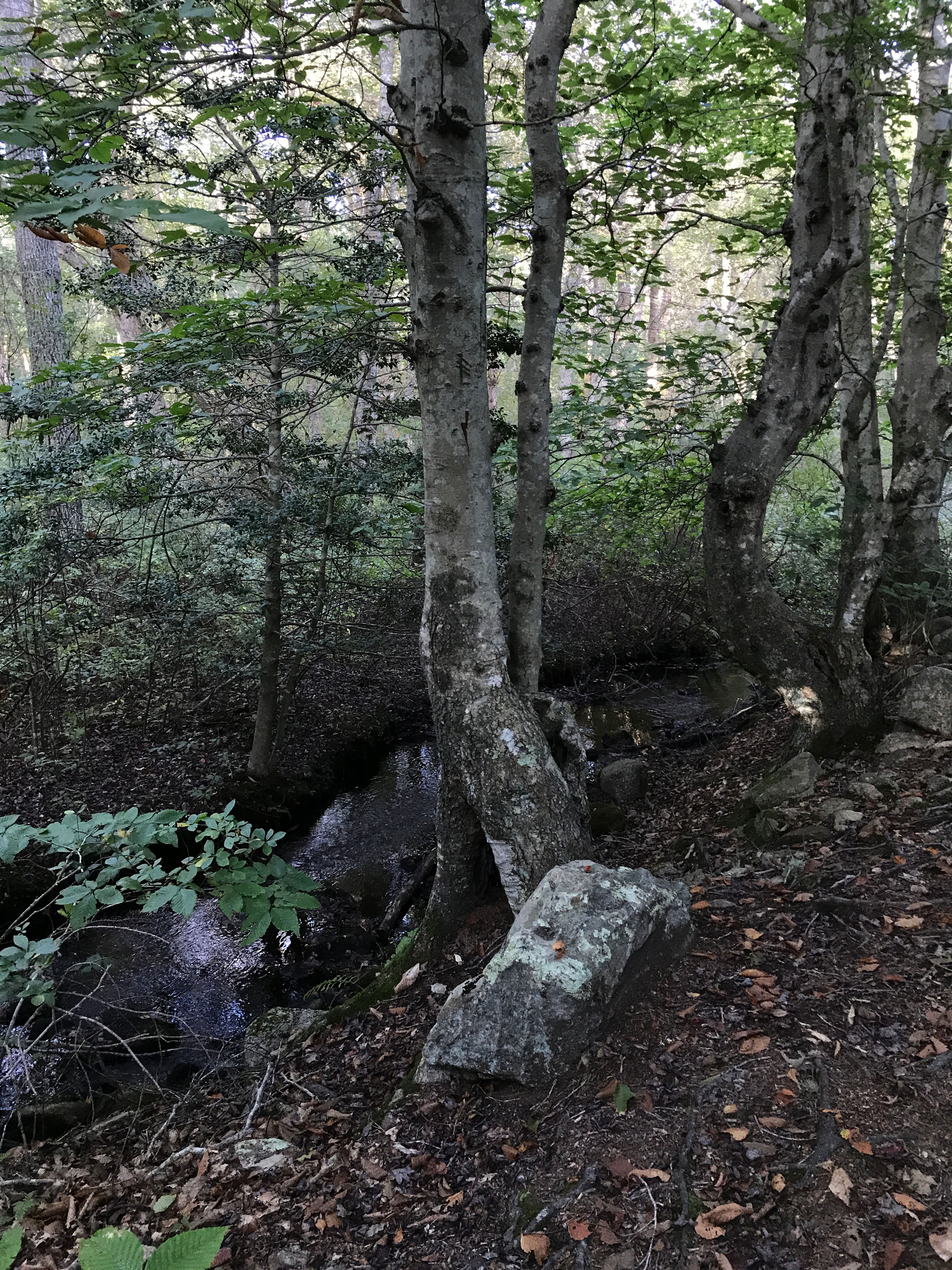 woods along Blue Loop trail