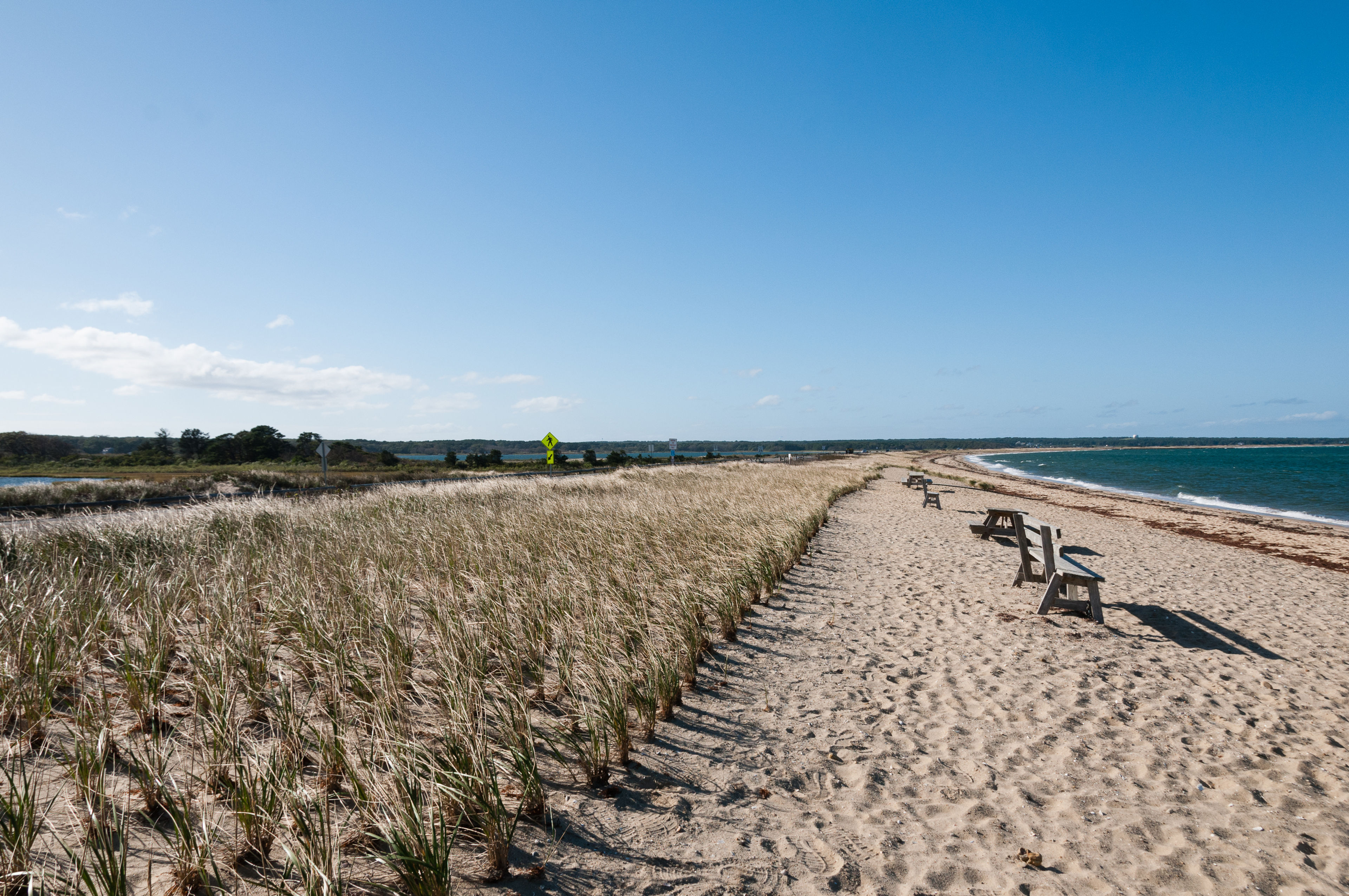 dune grasses