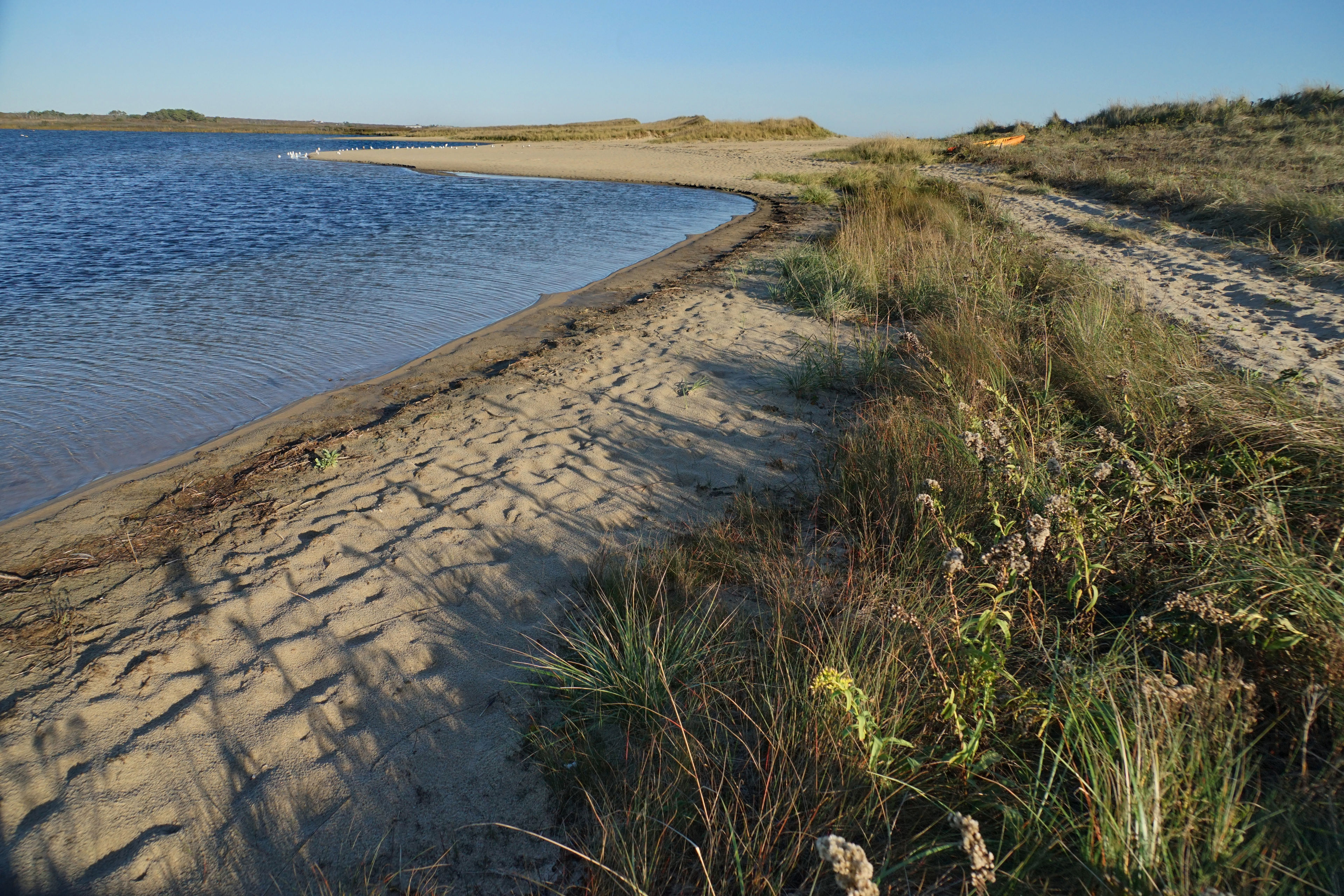 pond shore