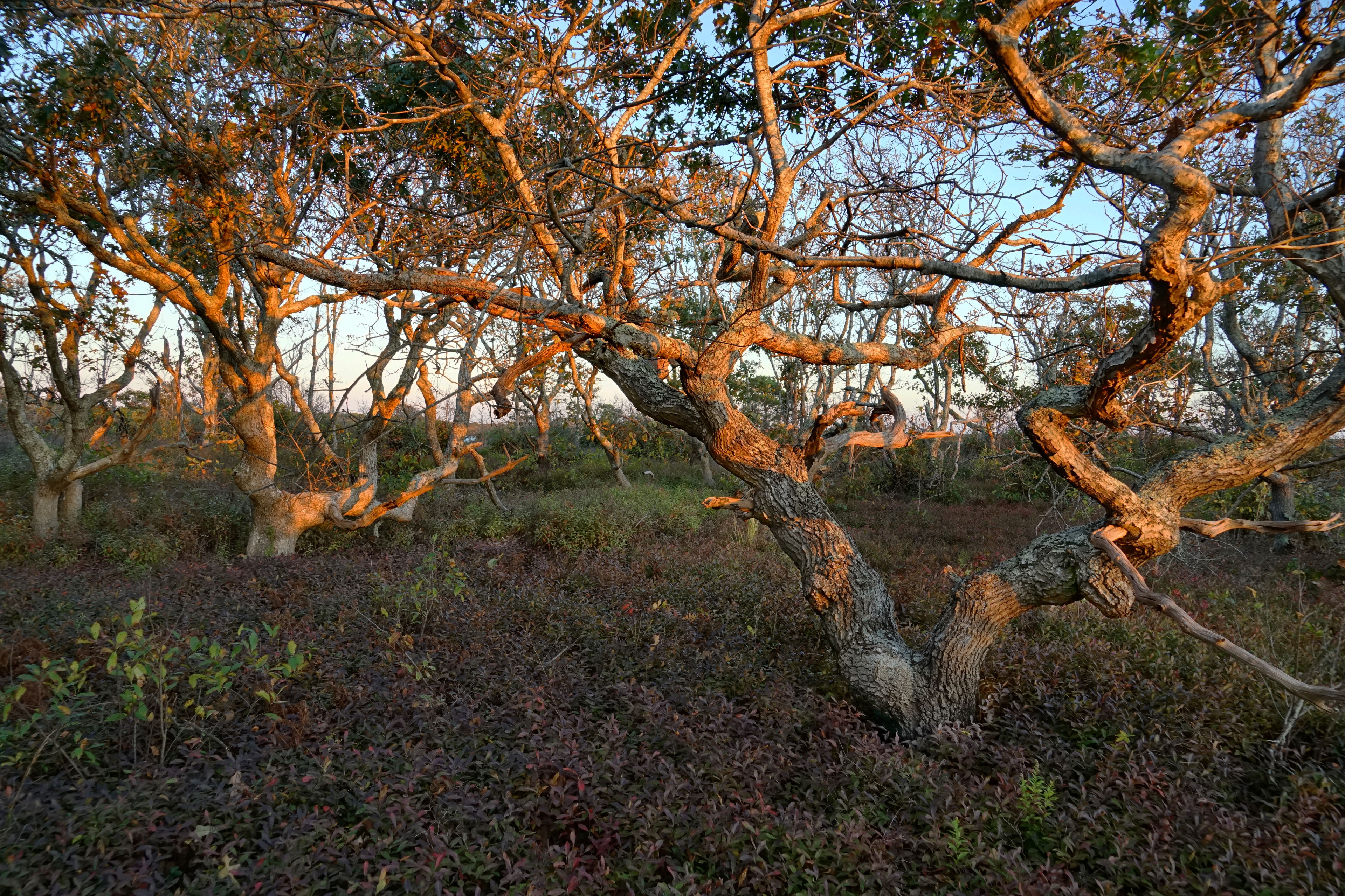 oak trees