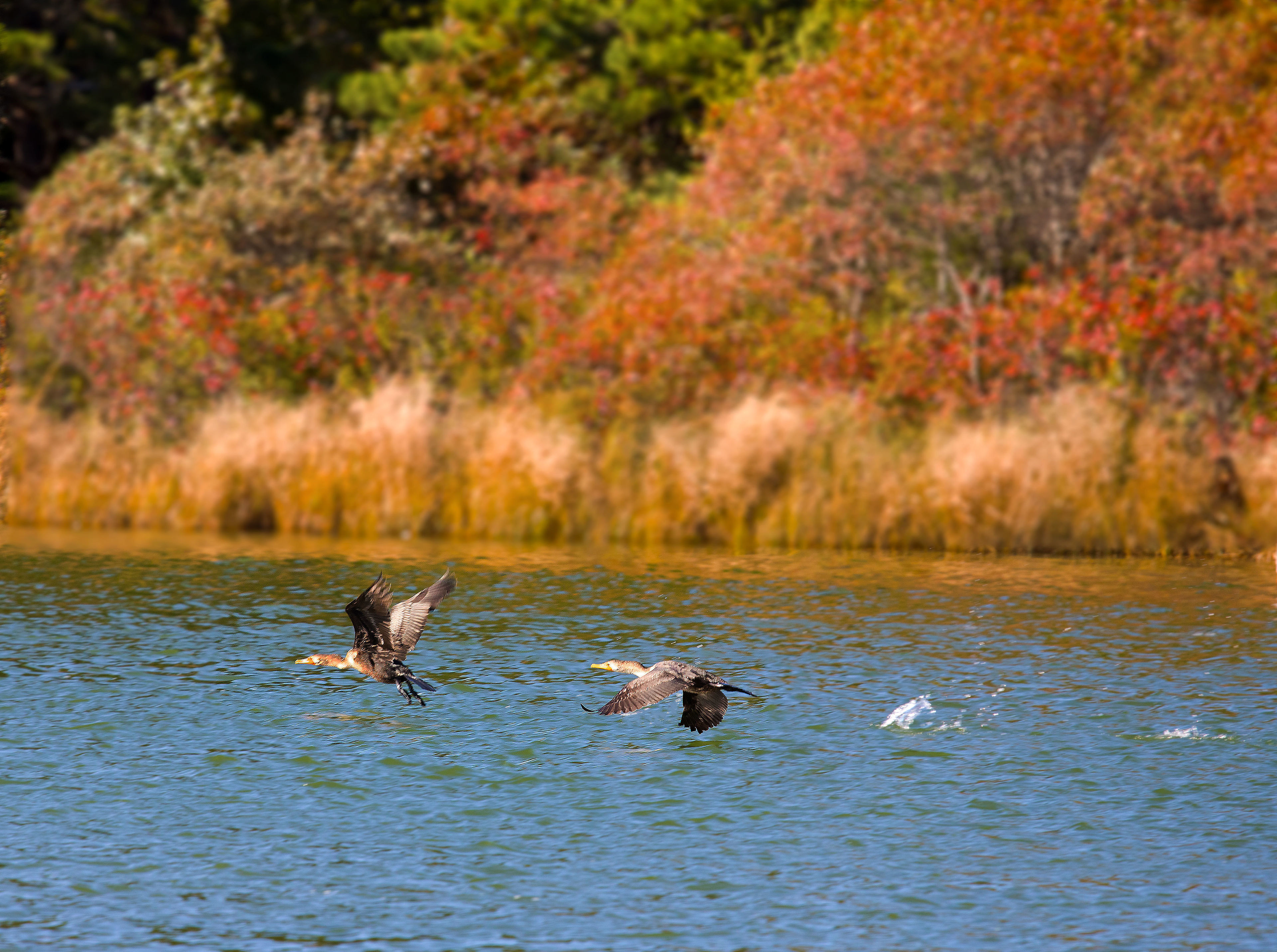 birds in flight on Tiah's Cove