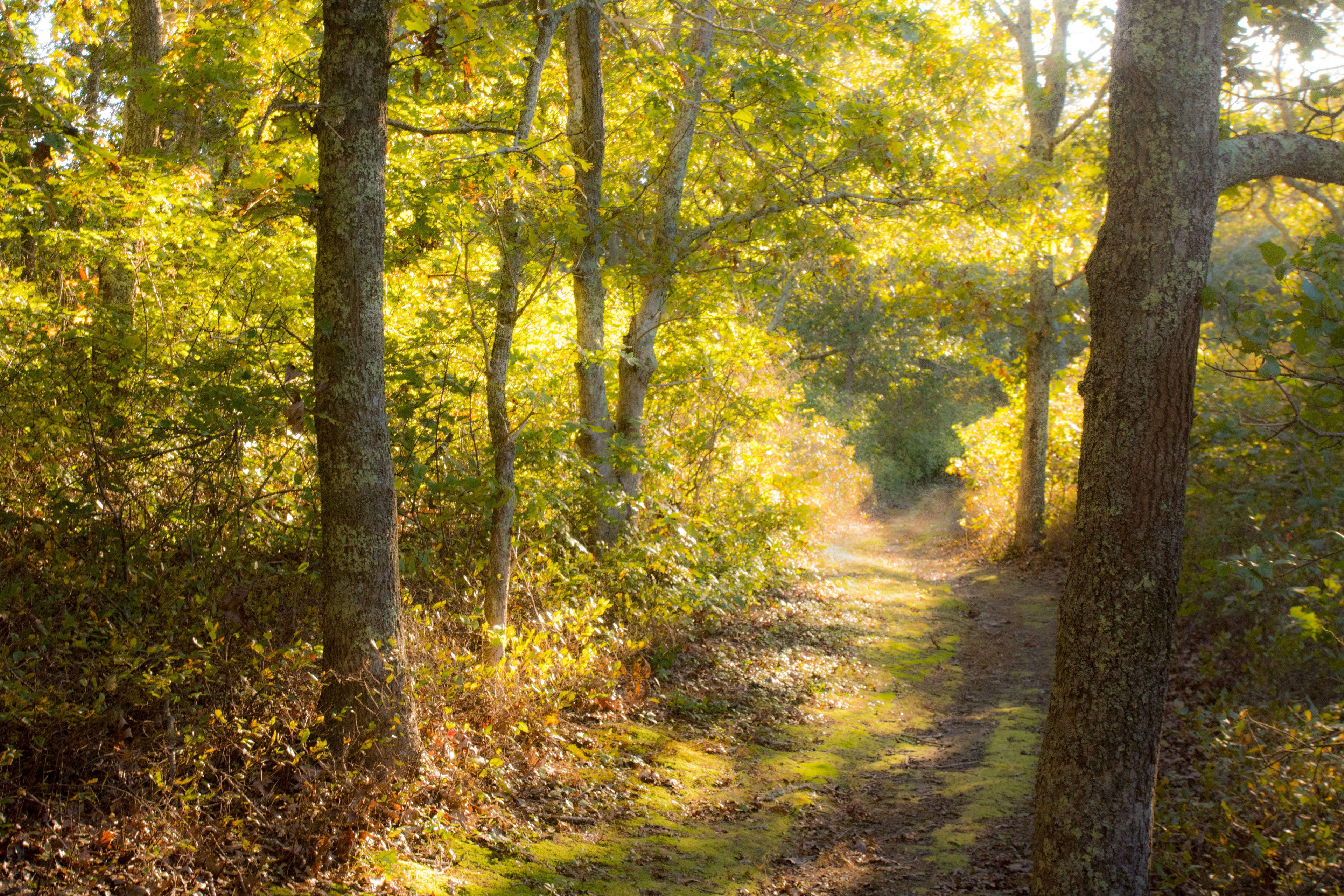 path through the woods