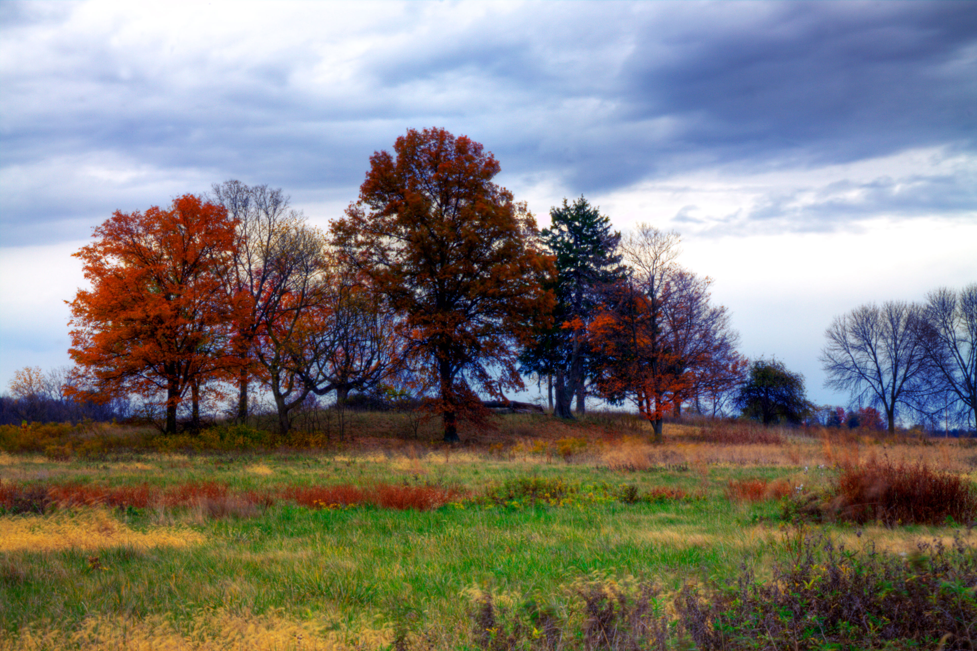 A field and autumn trees seen from the Yellowlegs Trail in Pickerington Ponds. October 25, 2010.
