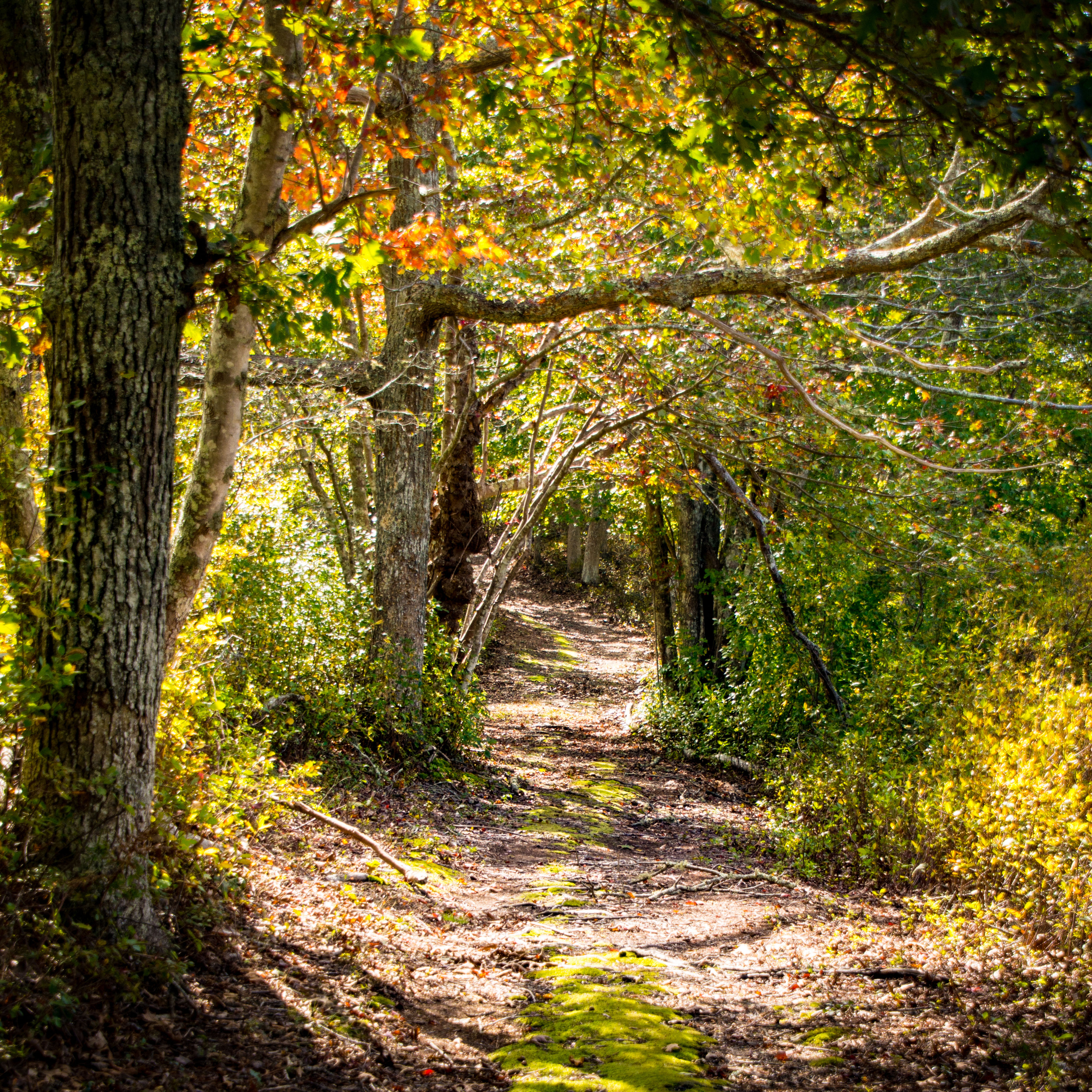 woods trail