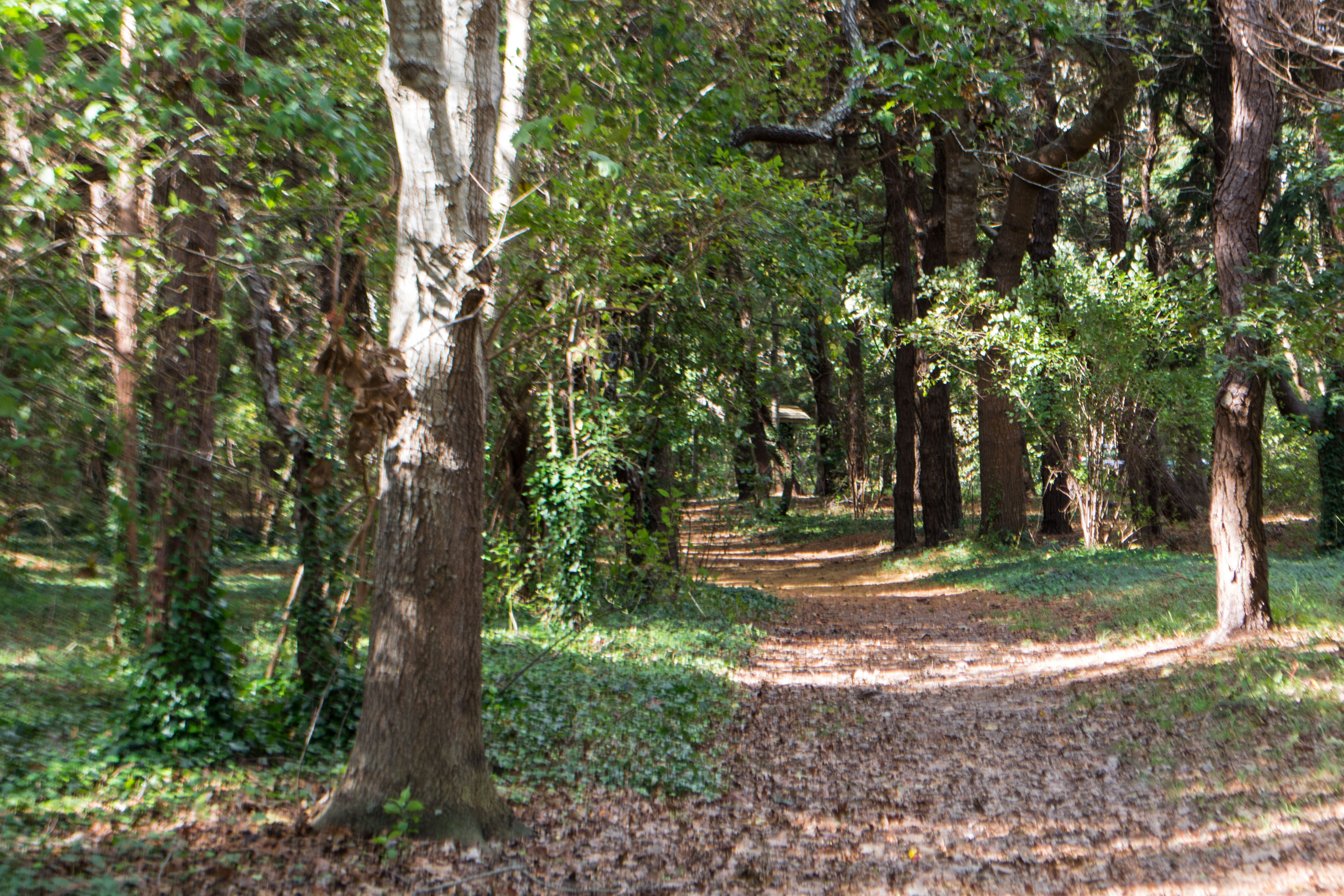 woods trail