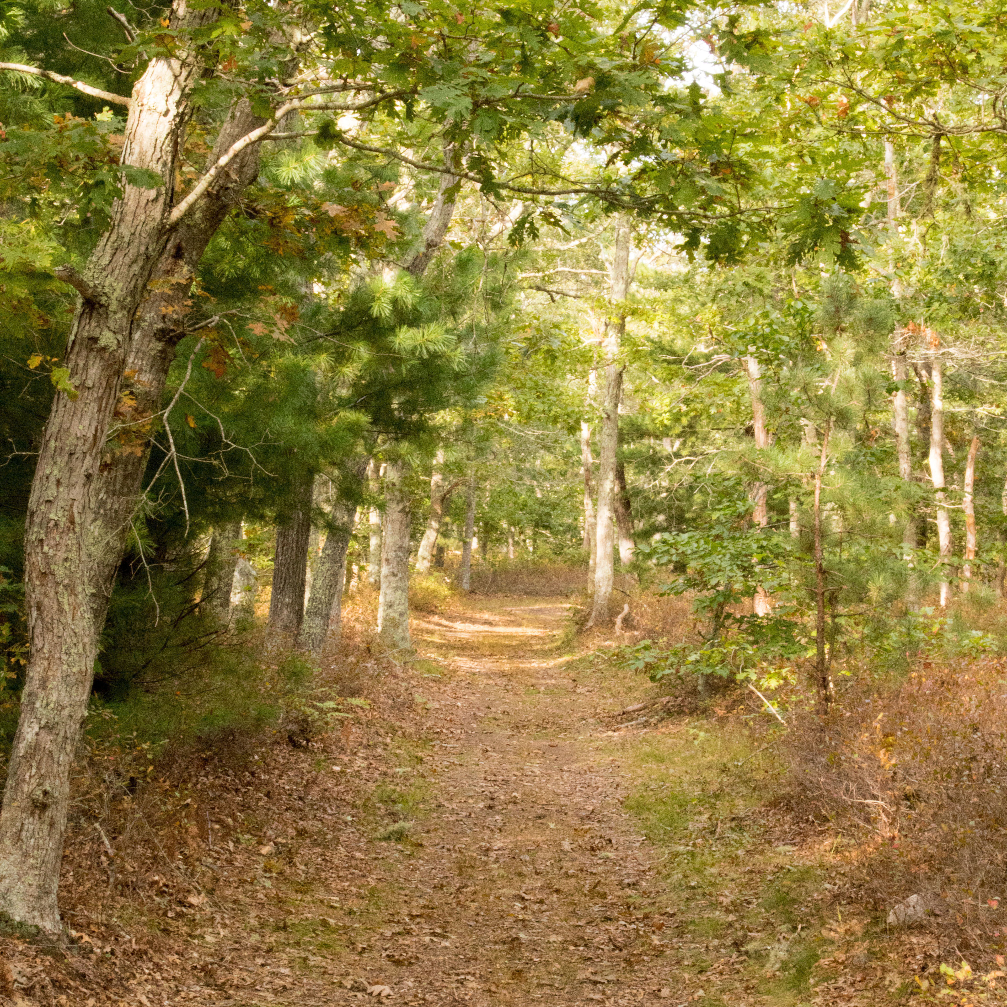 trail in woods