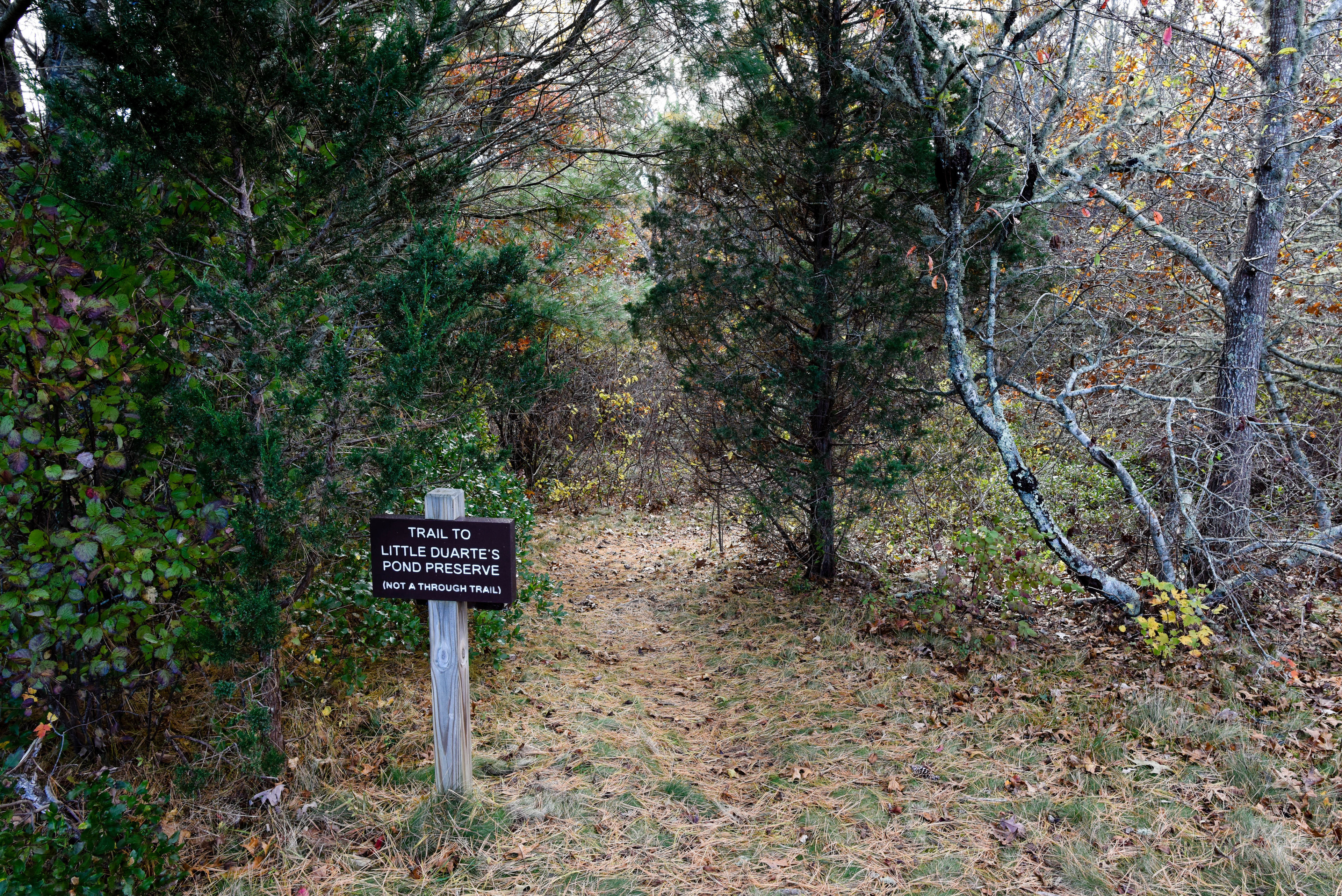 trail to pond