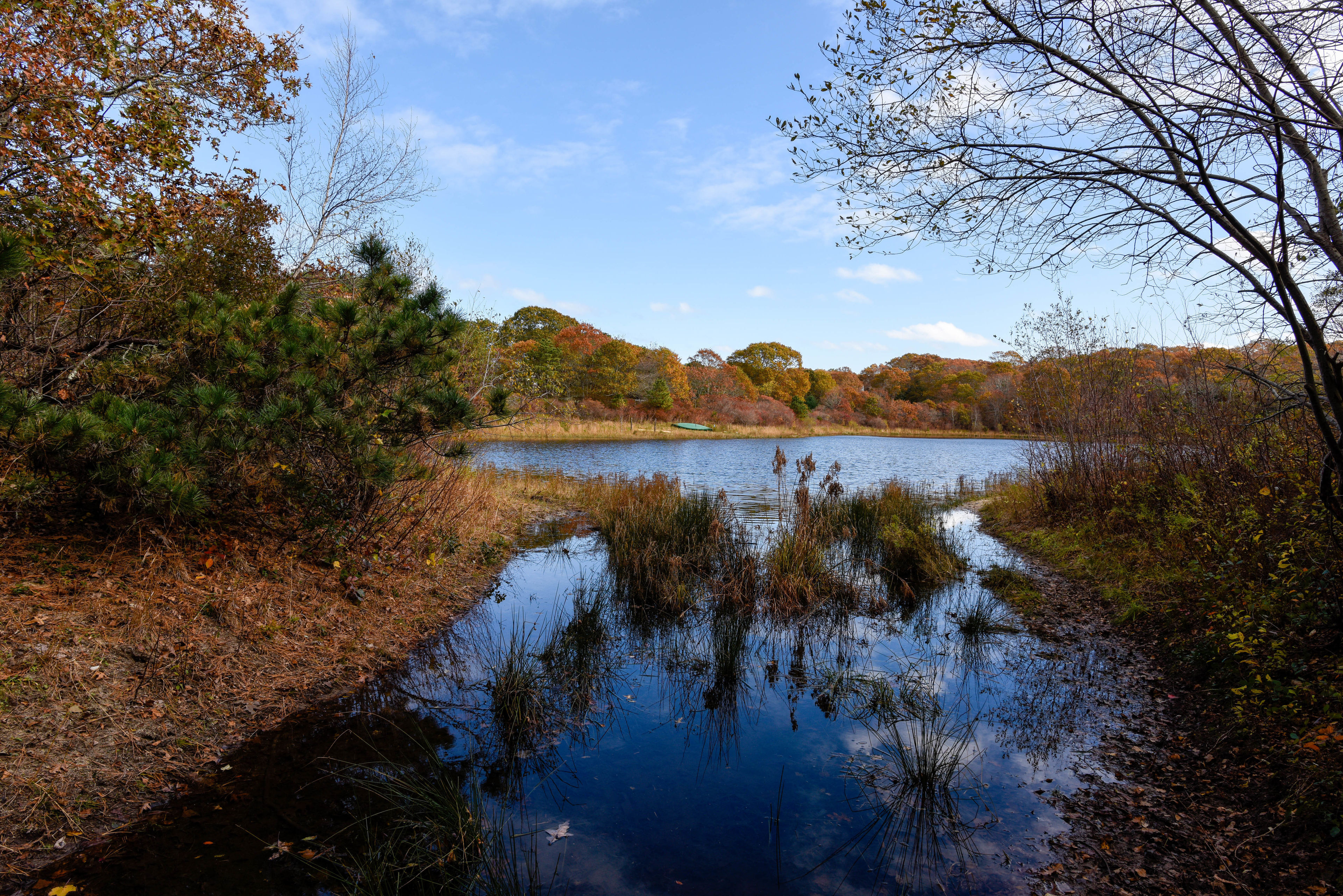 pond view