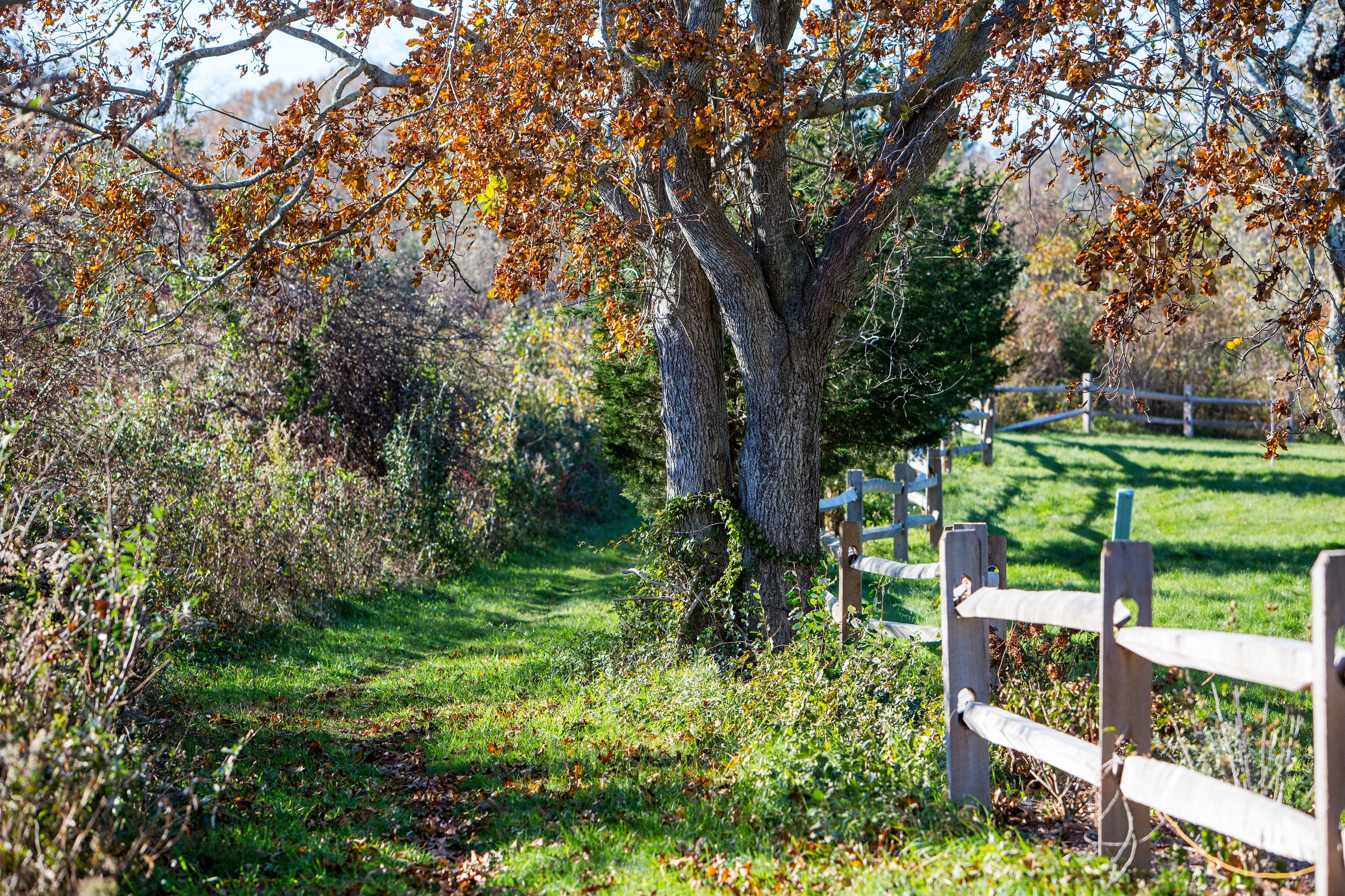 field path