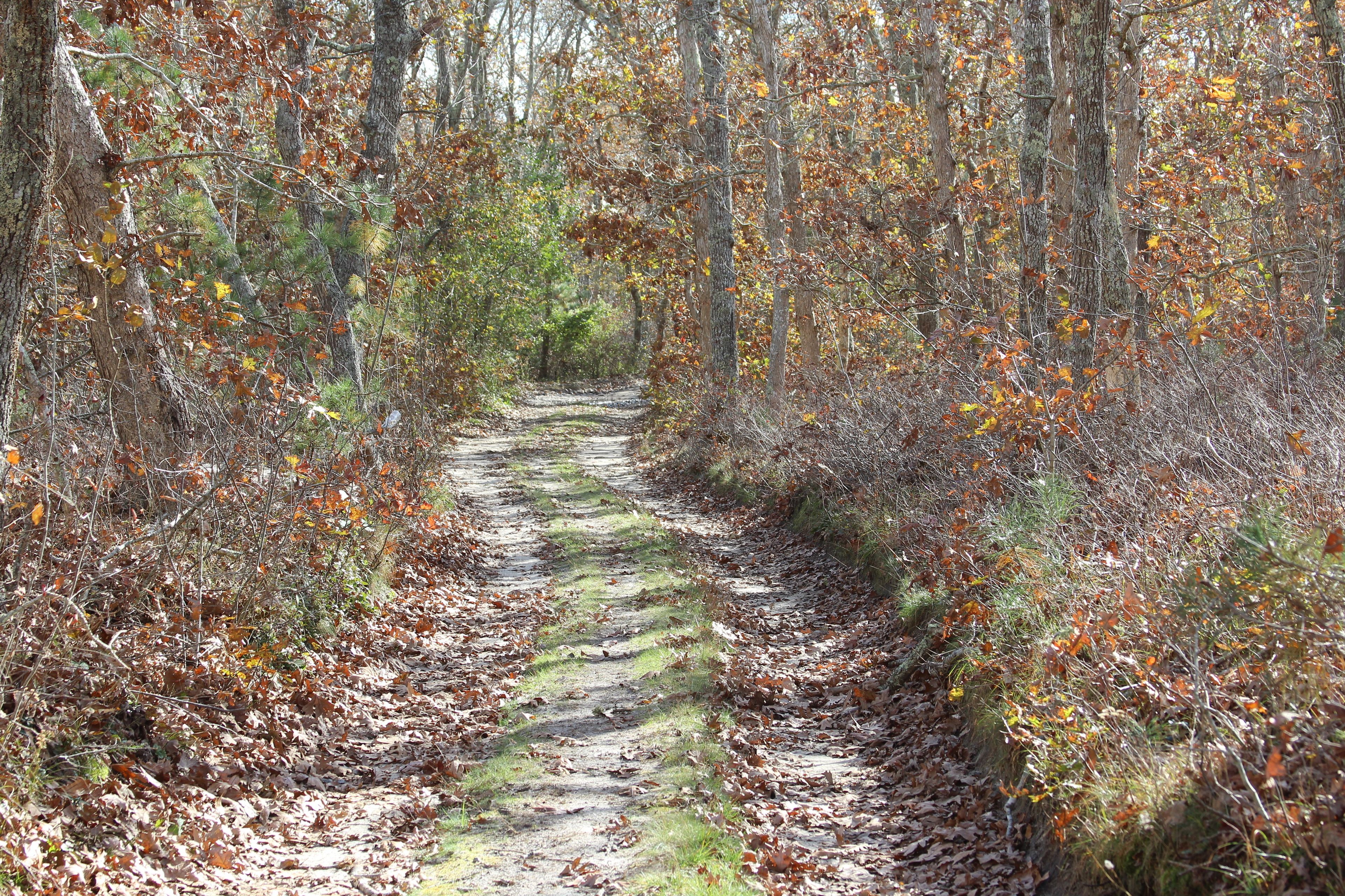 Ben Tom's Road