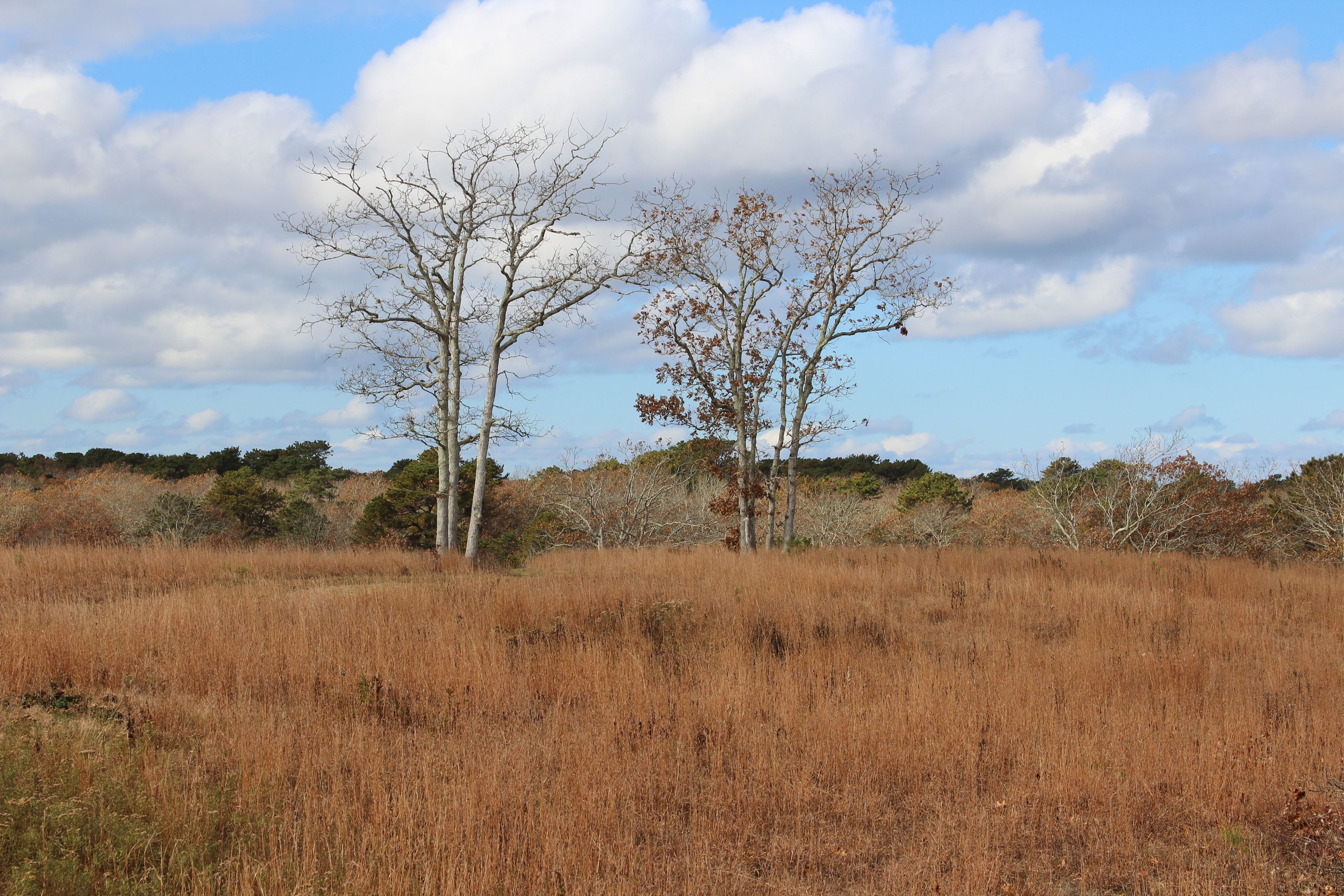 2 trees (bench under)