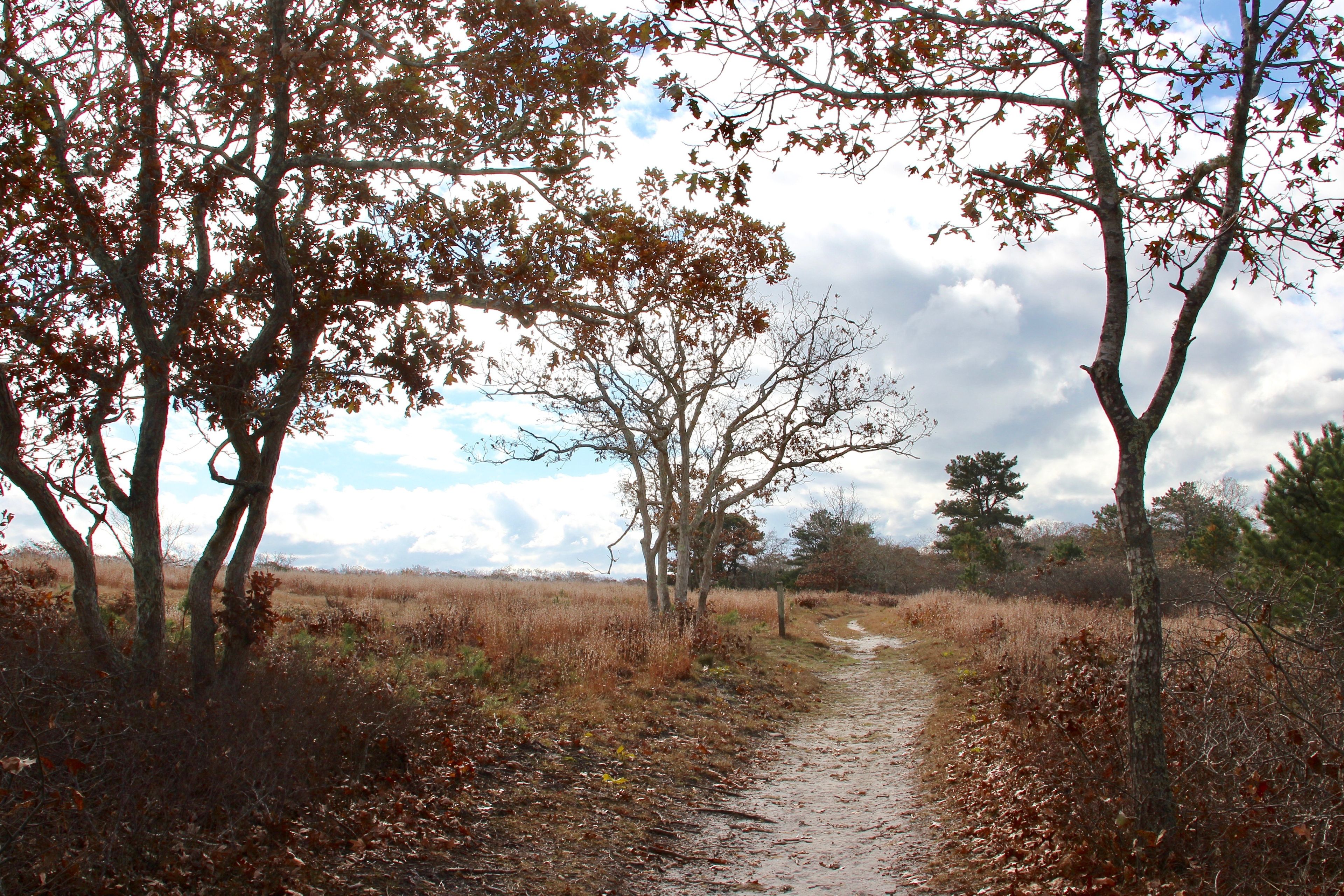 approaching big field