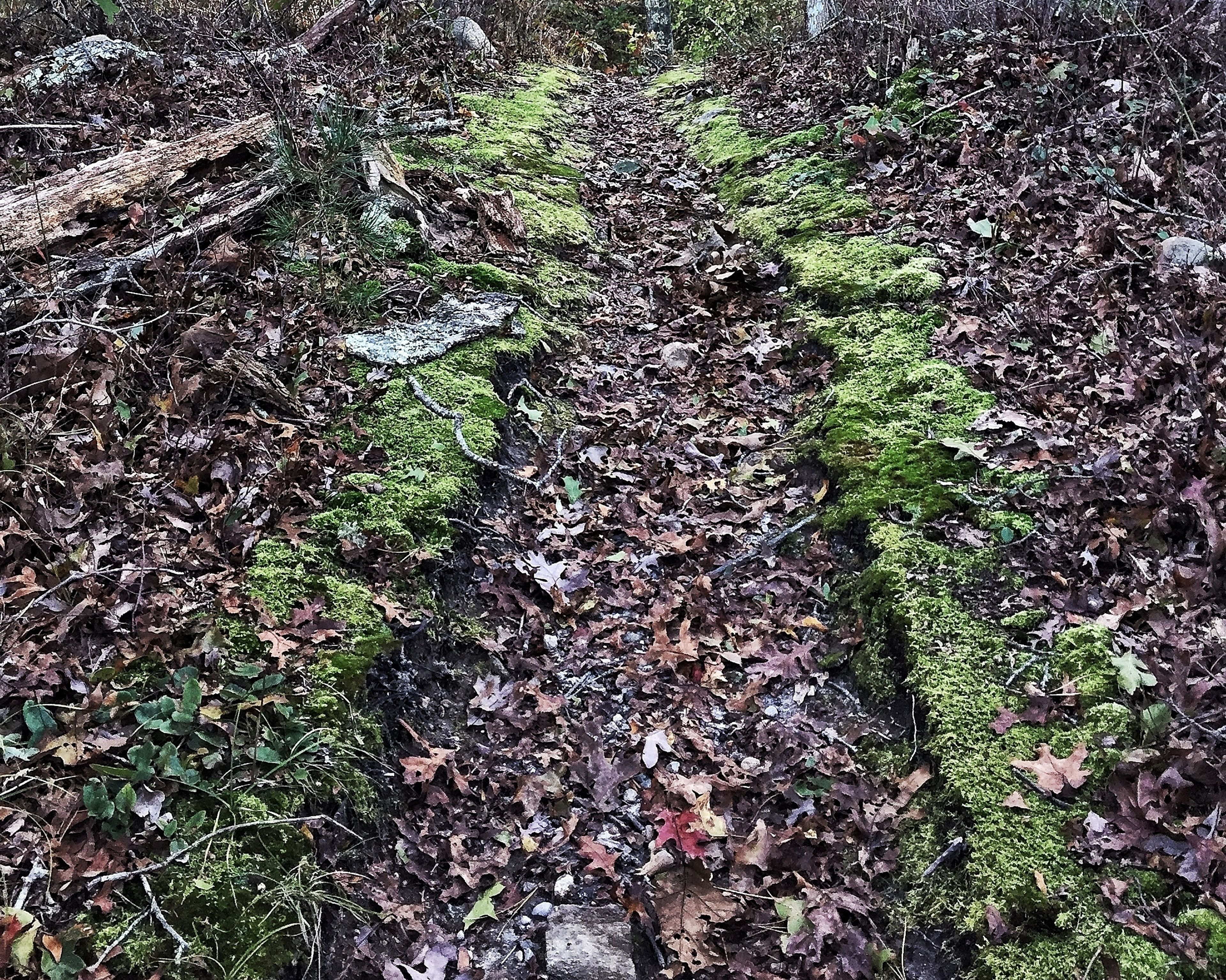 moss along the path