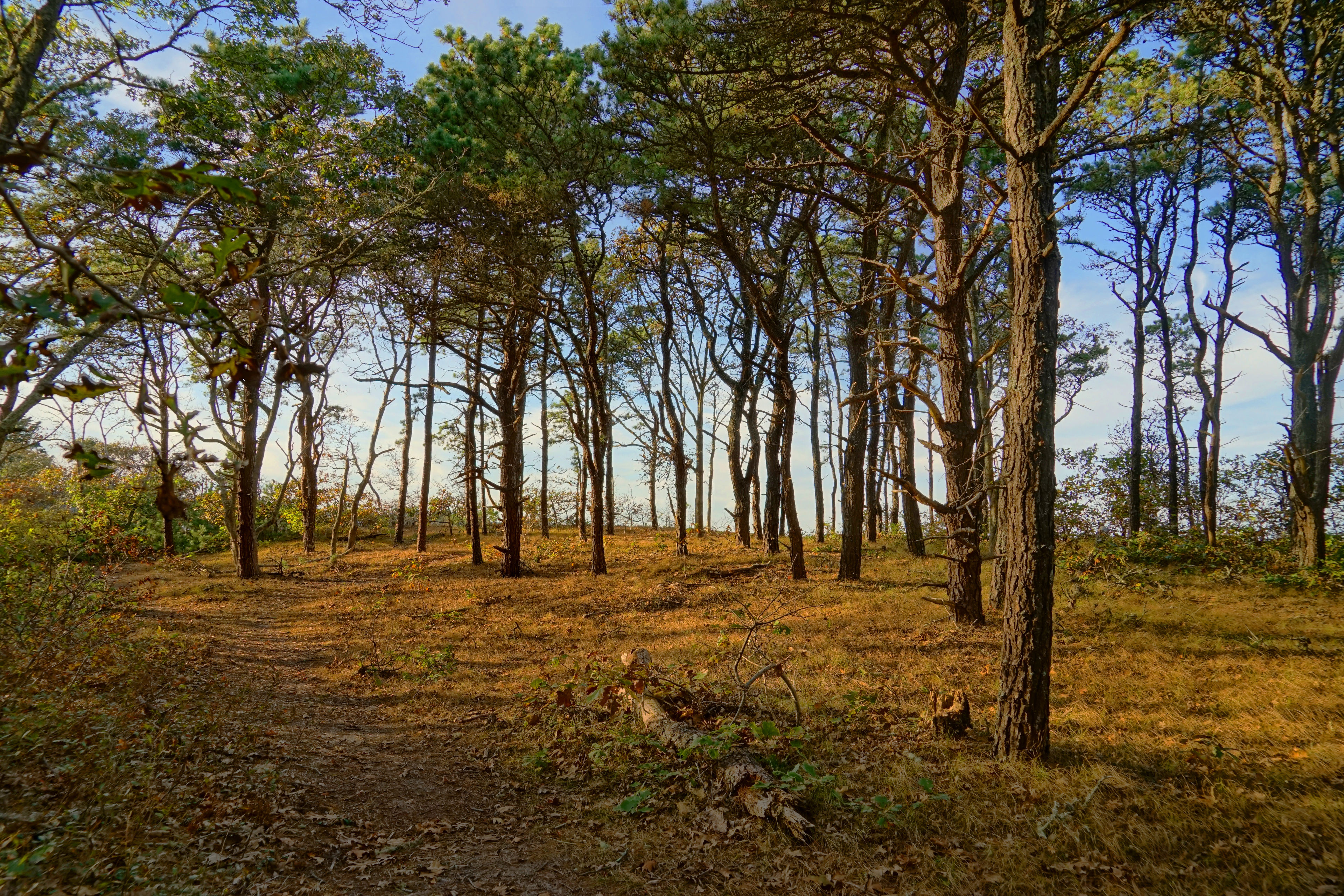 woods path