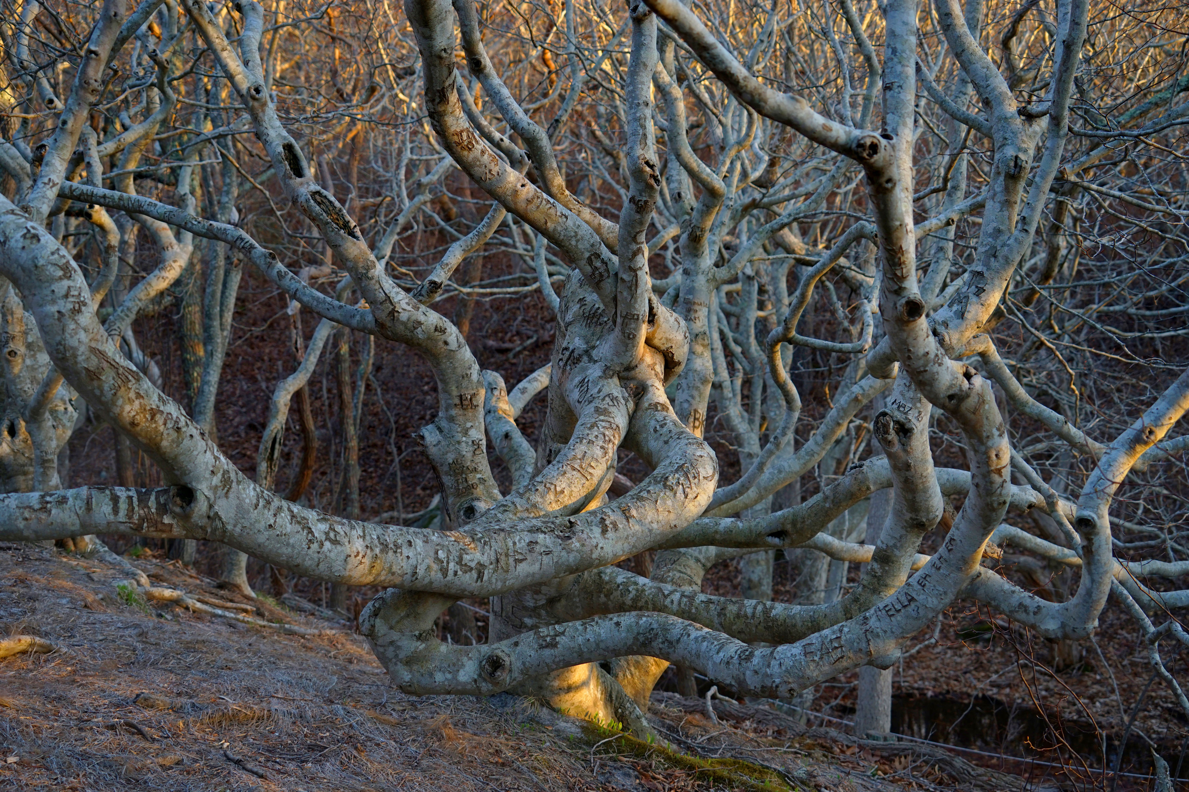 Beech trees