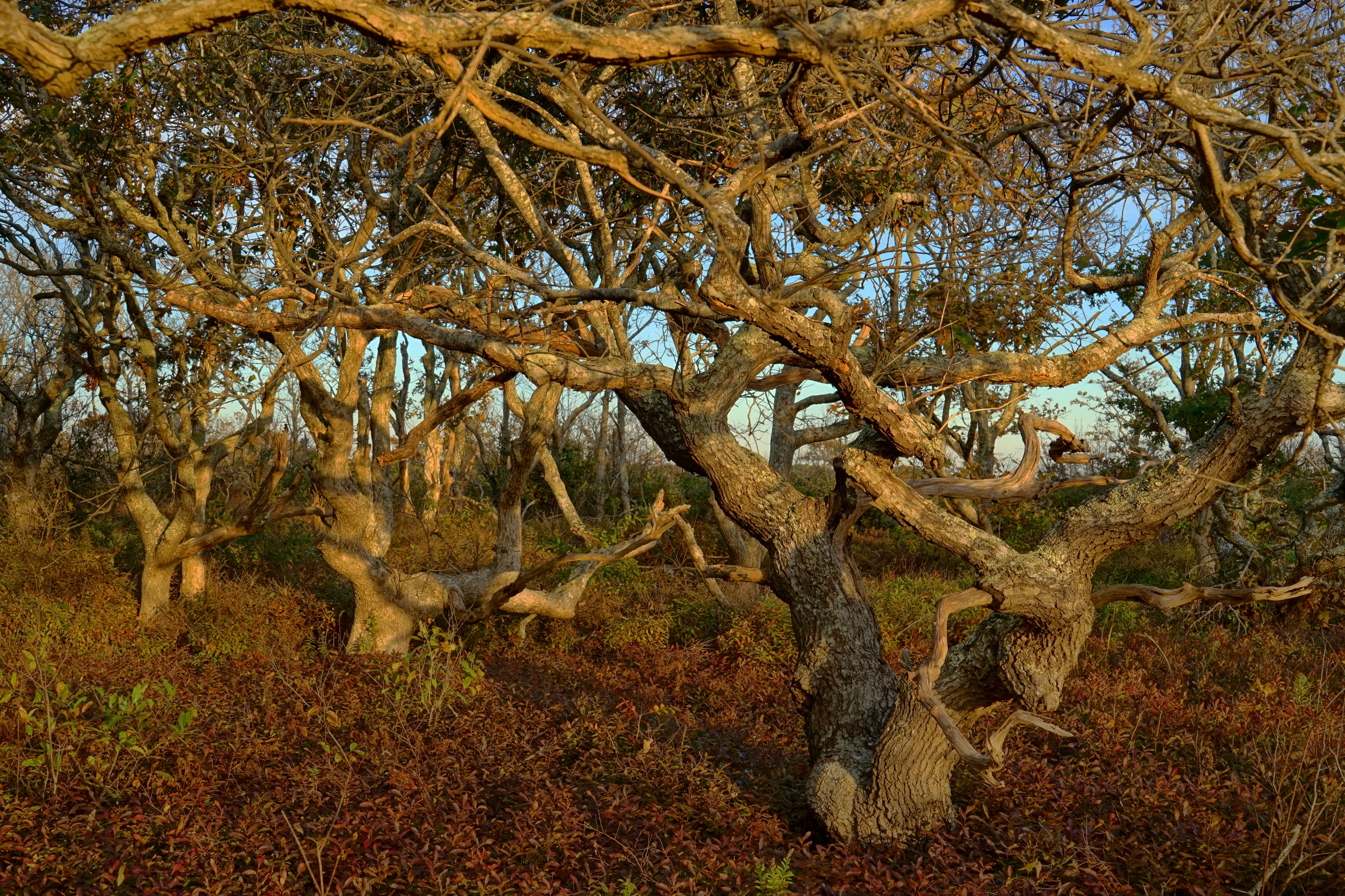 Oak trees